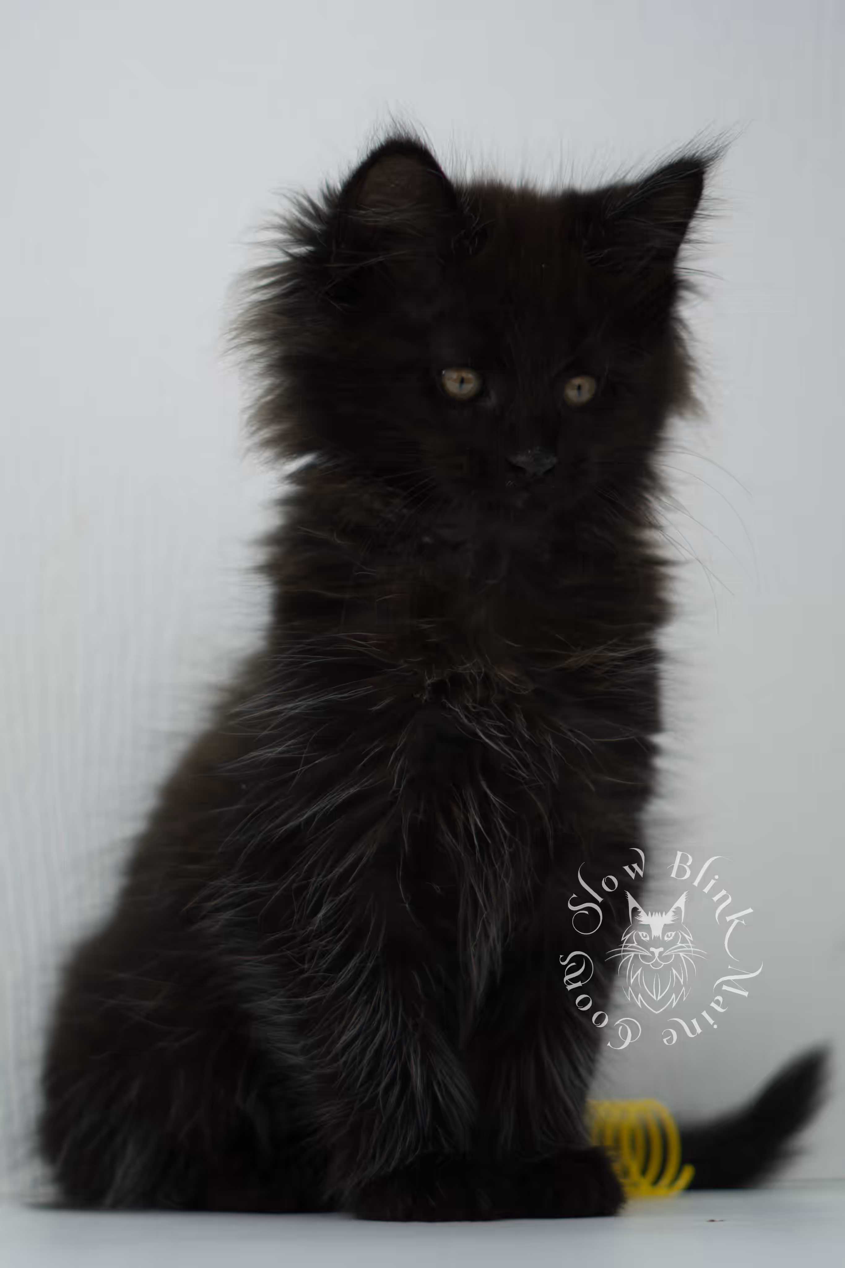 black maine coon kitten male ems code mco n age 6 weeks old taken jun 4 2026 SlowBlink Maine Coons Photo > black maine coon kitten male ems code mco n age 6 weeks old taken jun 4 2026