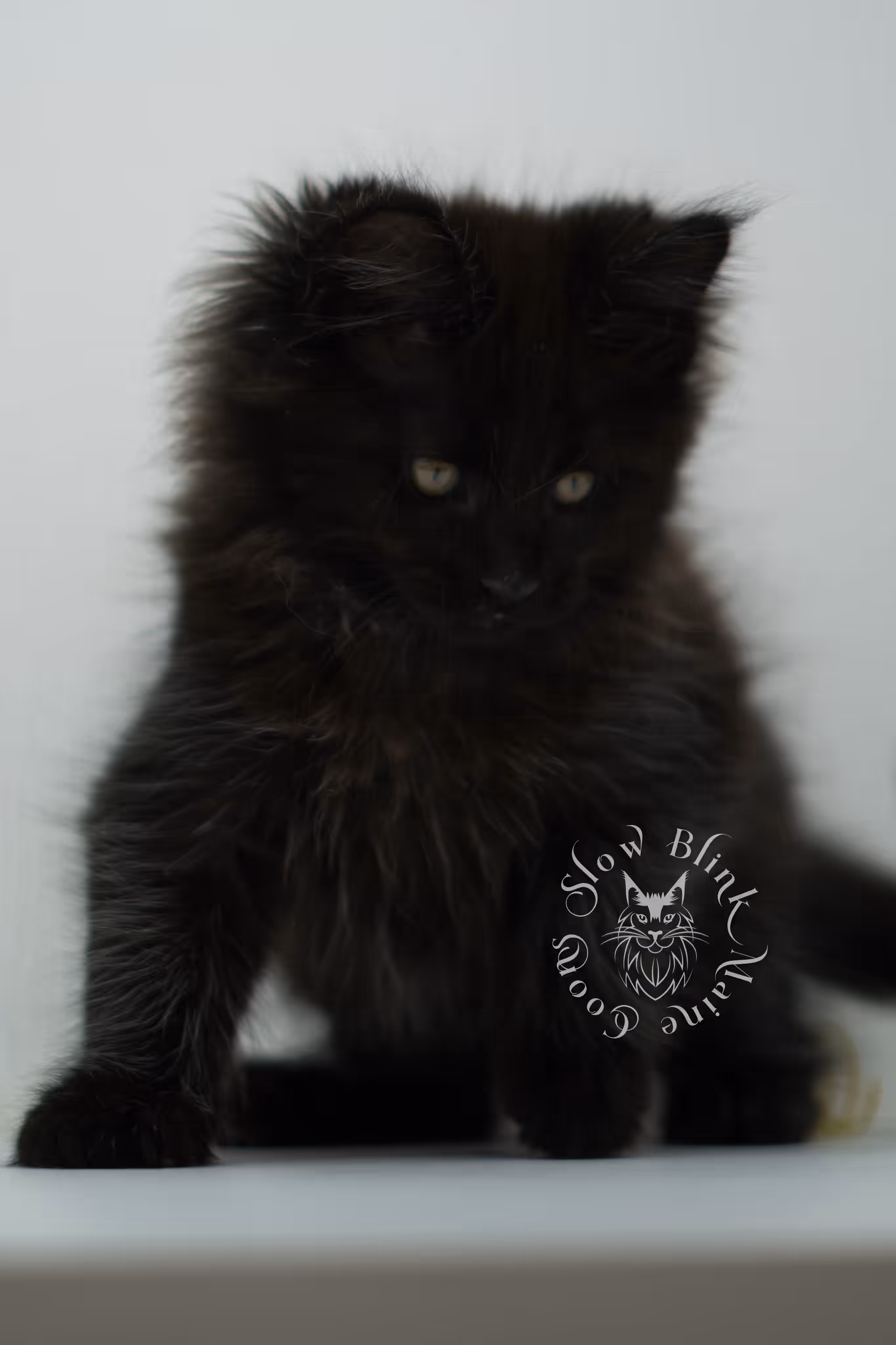 black maine coon kitten male ems code mco n age 6 weeks old taken jun 4 2026 SlowBlink Maine Coons Photo > black maine coon kitten male ems code mco n age 6 weeks old taken jun 4 2026
