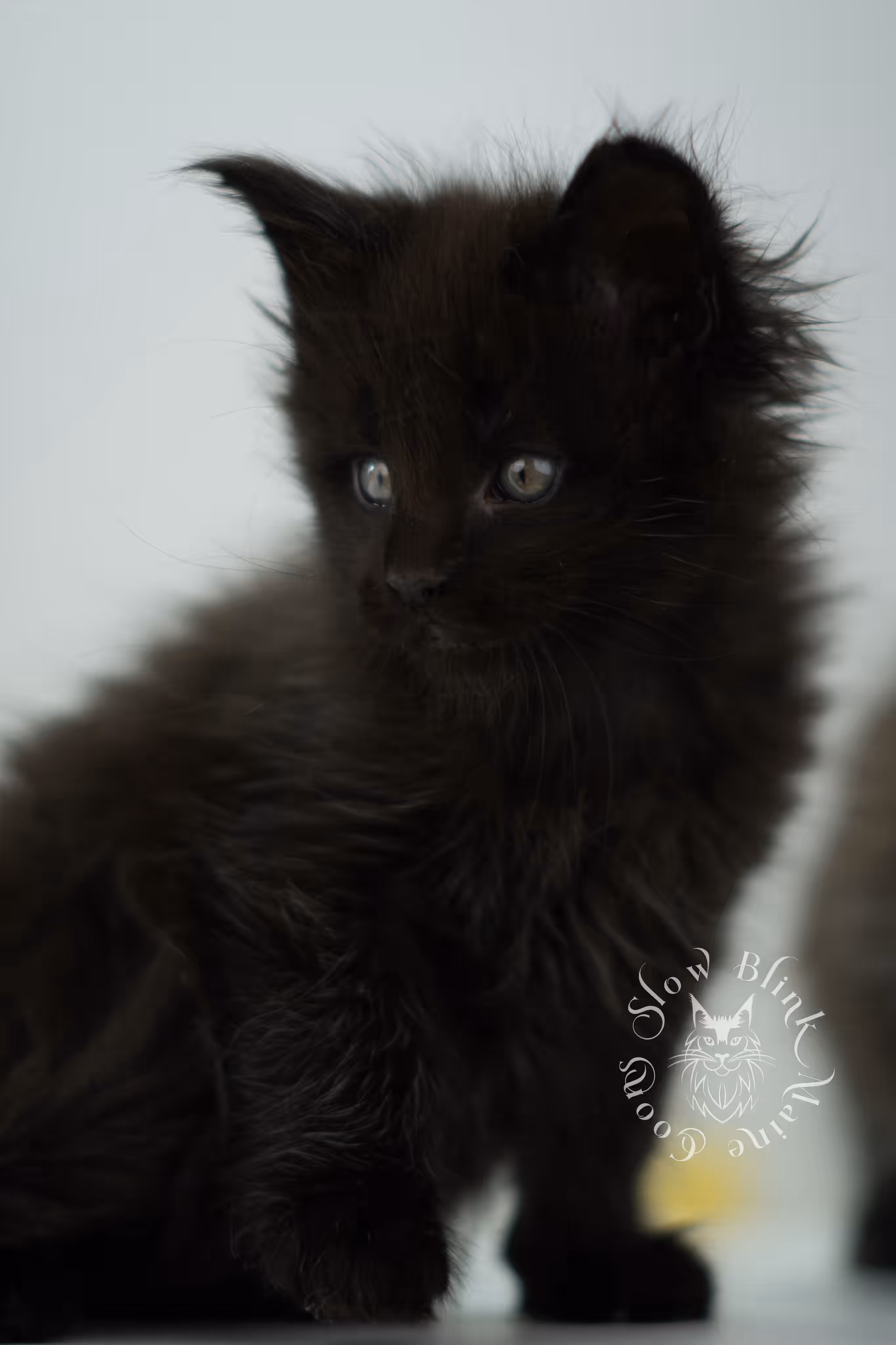 black maine coon kitten male ems code mco n age 6 weeks old taken jun 4 2026 SlowBlink Maine Coons Photo > black maine coon kitten male ems code mco n age 6 weeks old taken jun 4 2026