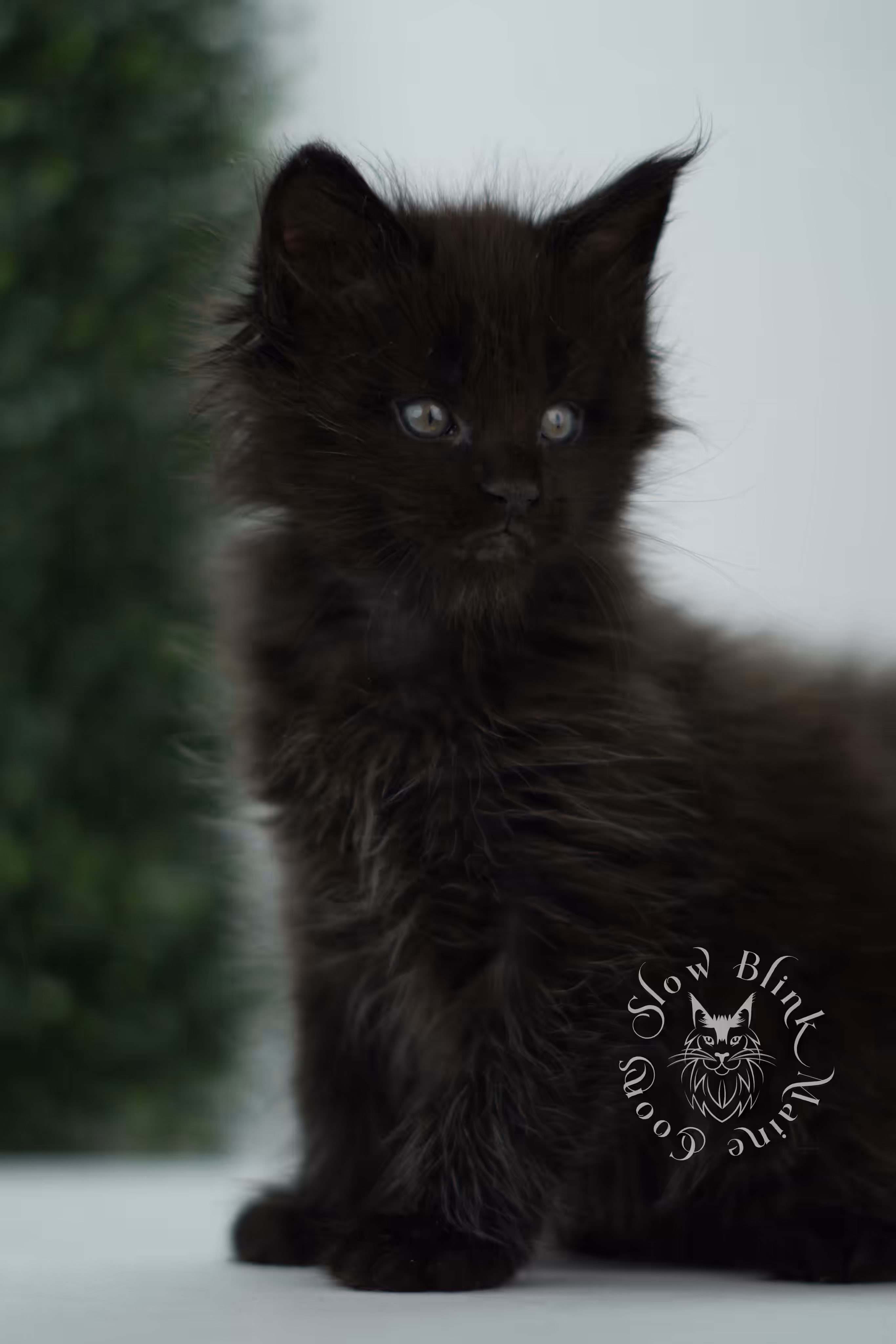 black maine coon kitten male ems code mco n age 6 weeks old taken jun 4 2026 SlowBlink Maine Coons Photo > black maine coon kitten male ems code mco n age 6 weeks old taken jun 4 2026