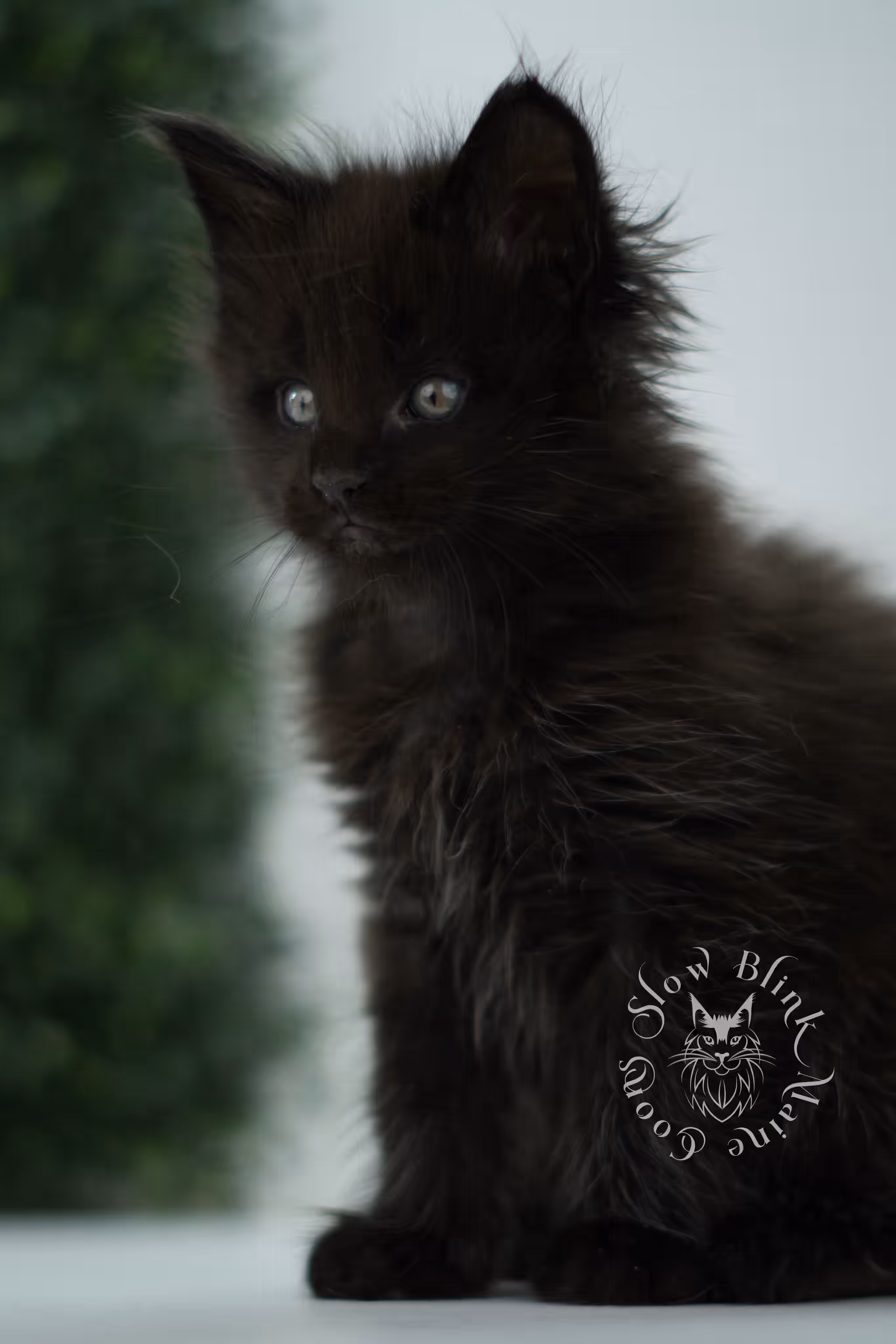 black maine coon kitten male ems code mco n age 6 weeks old taken jun 4 2026 SlowBlink Maine Coons Photo > black maine coon kitten male ems code mco n age 6 weeks old taken jun 4 2026