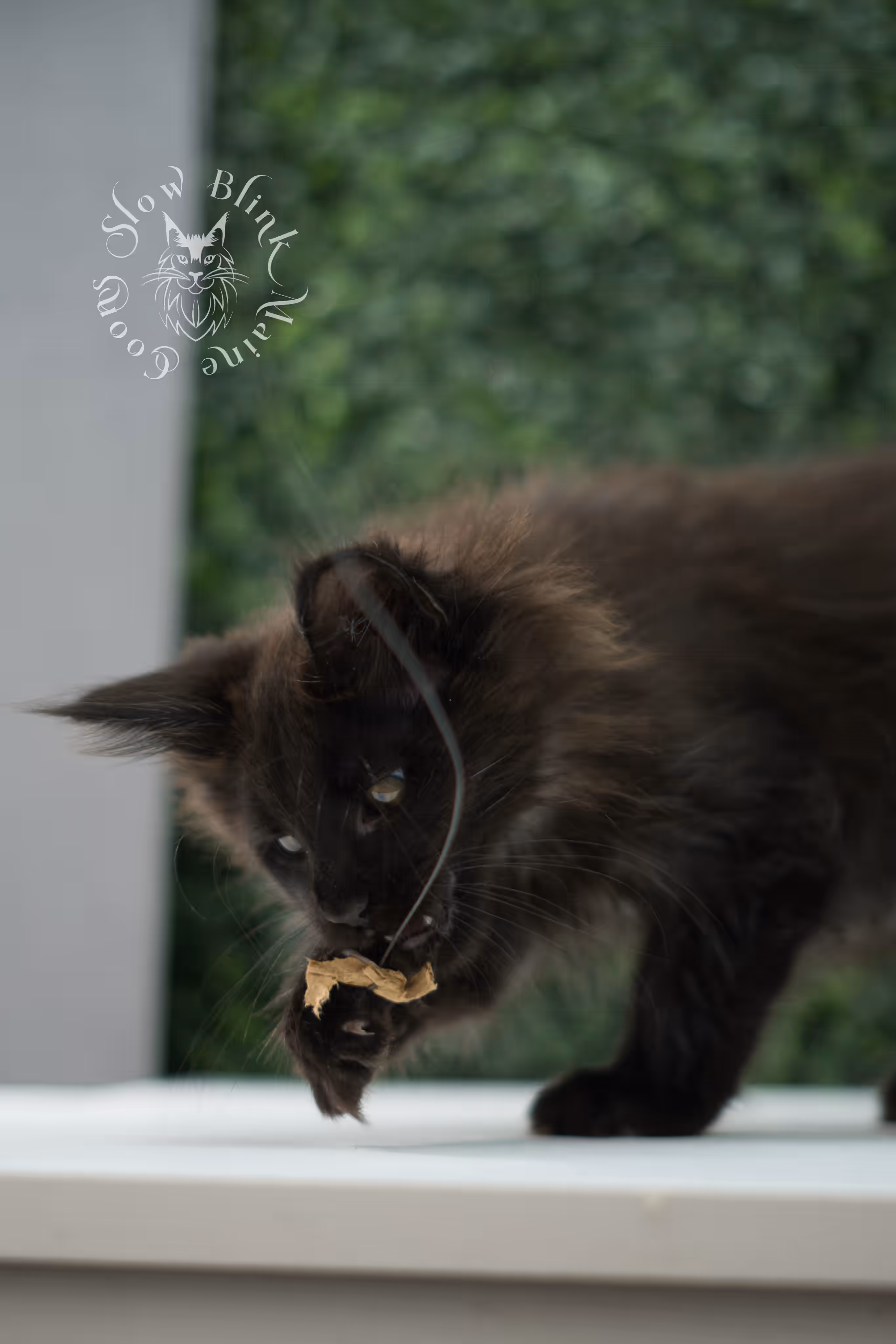 black maine coon kitten male ems code mco n age 6 weeks old taken jun 4 2026 SlowBlink Maine Coons Photo > black maine coon kitten male ems code mco n age 6 weeks old taken jun 4 2026