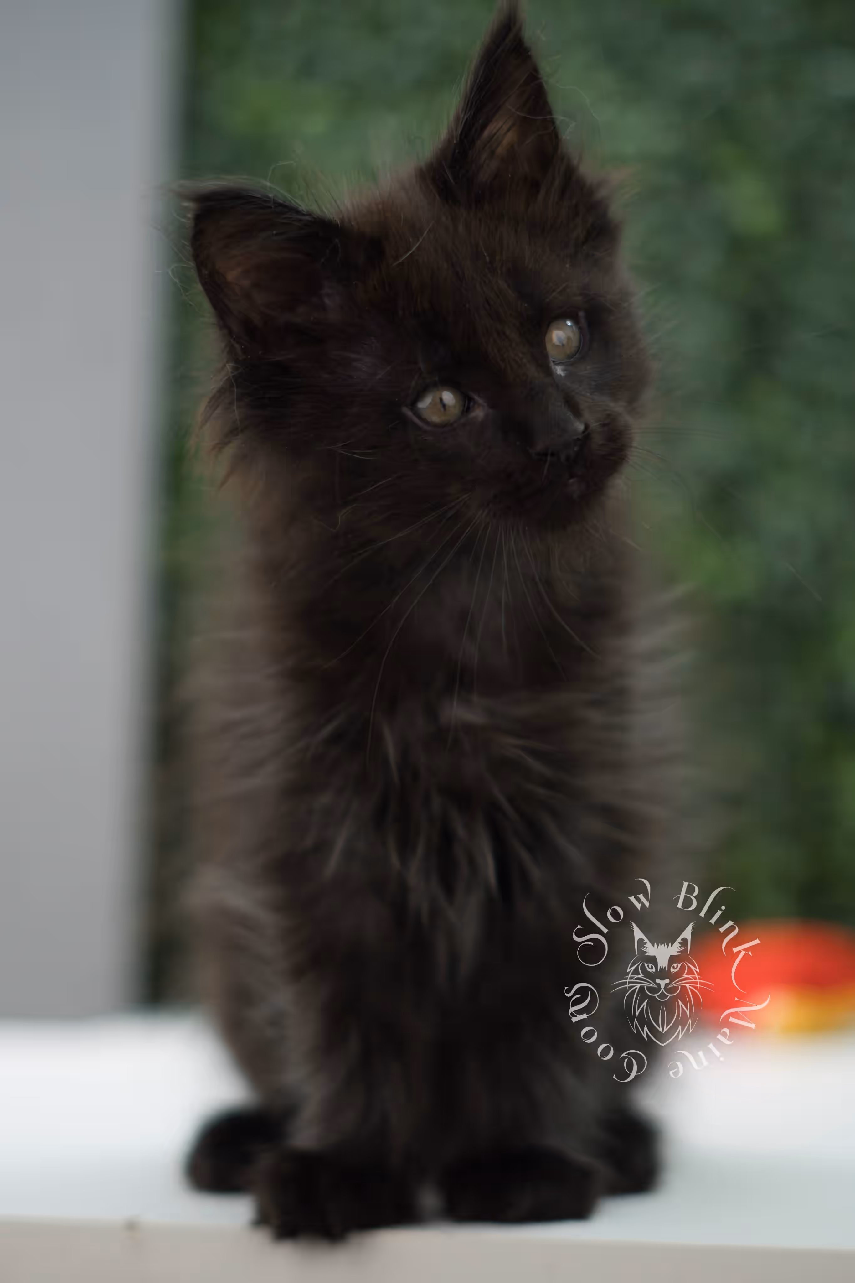 black maine coon kitten male ems code mco n age 7 weeks old taken jun 11 2026 SlowBlink Maine Coons Photo > black maine coon kitten male ems code mco n age 7 weeks old taken jun 11 2026