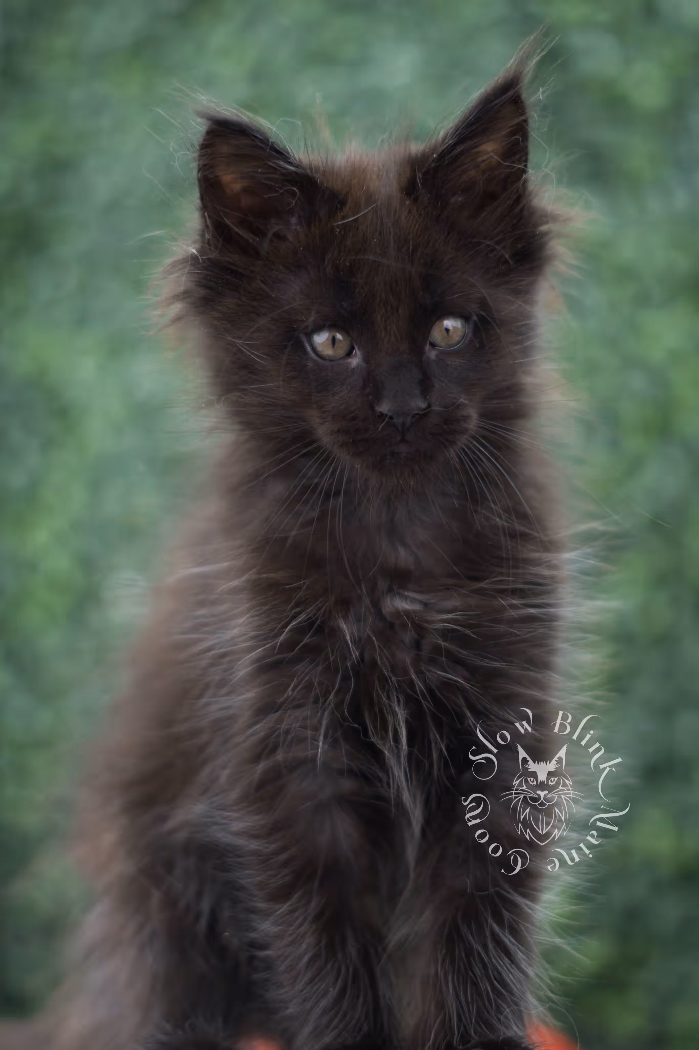 black maine coon kitten male ems code mco n age 7 weeks old taken jun 11 2026 SlowBlink Maine Coons Photo > black maine coon kitten male ems code mco n age 7 weeks old taken jun 11 2026