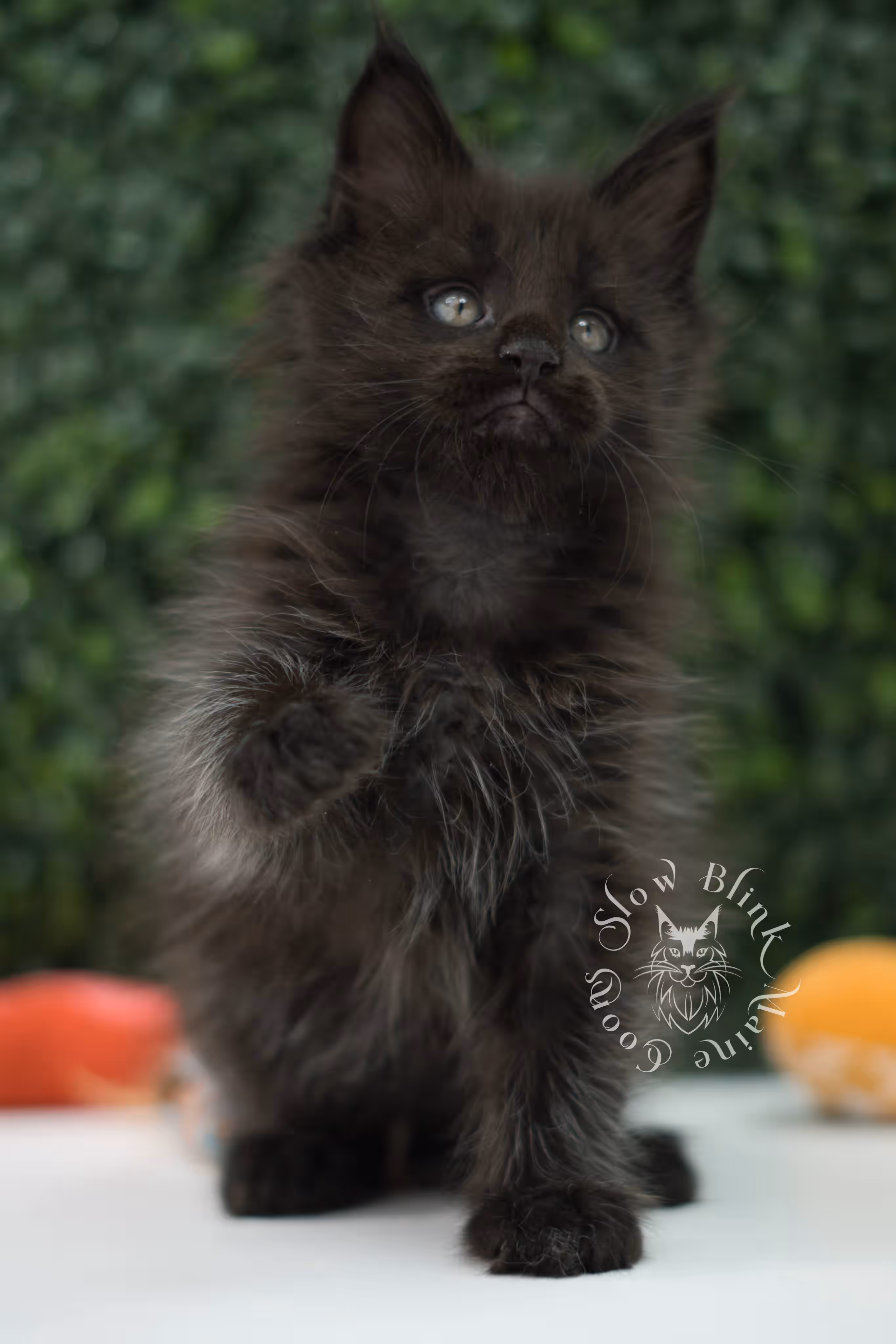 black maine coon kitten male ems code mco n age 7 weeks old taken jun 11 2026 SlowBlink Maine Coons Photo > black maine coon kitten male ems code mco n age 7 weeks old taken jun 11 2026