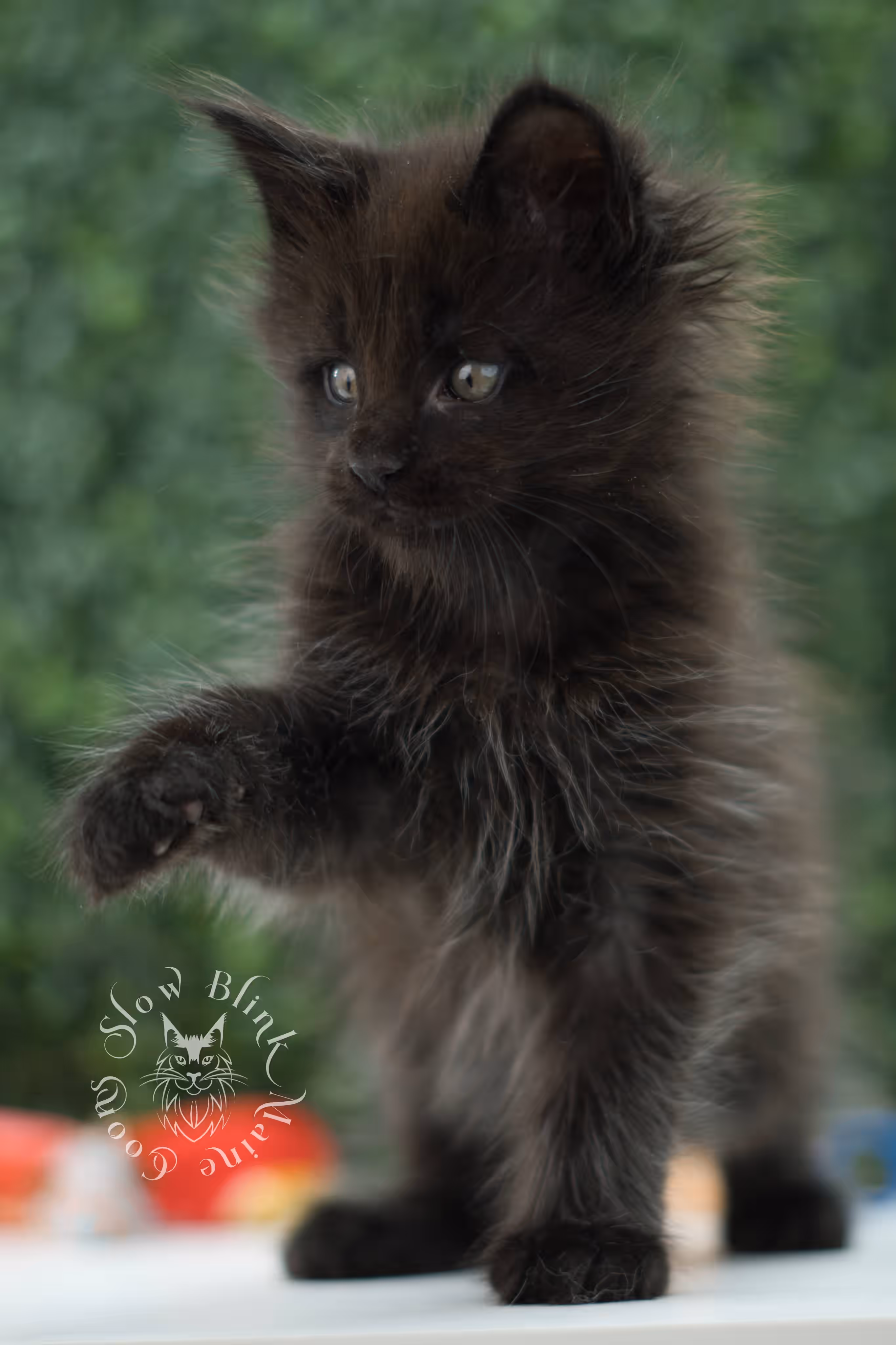 black maine coon kitten male ems code mco n age 7 weeks old taken jun 11 2026 SlowBlink Maine Coons Photo > black maine coon kitten male ems code mco n age 7 weeks old taken jun 11 2026