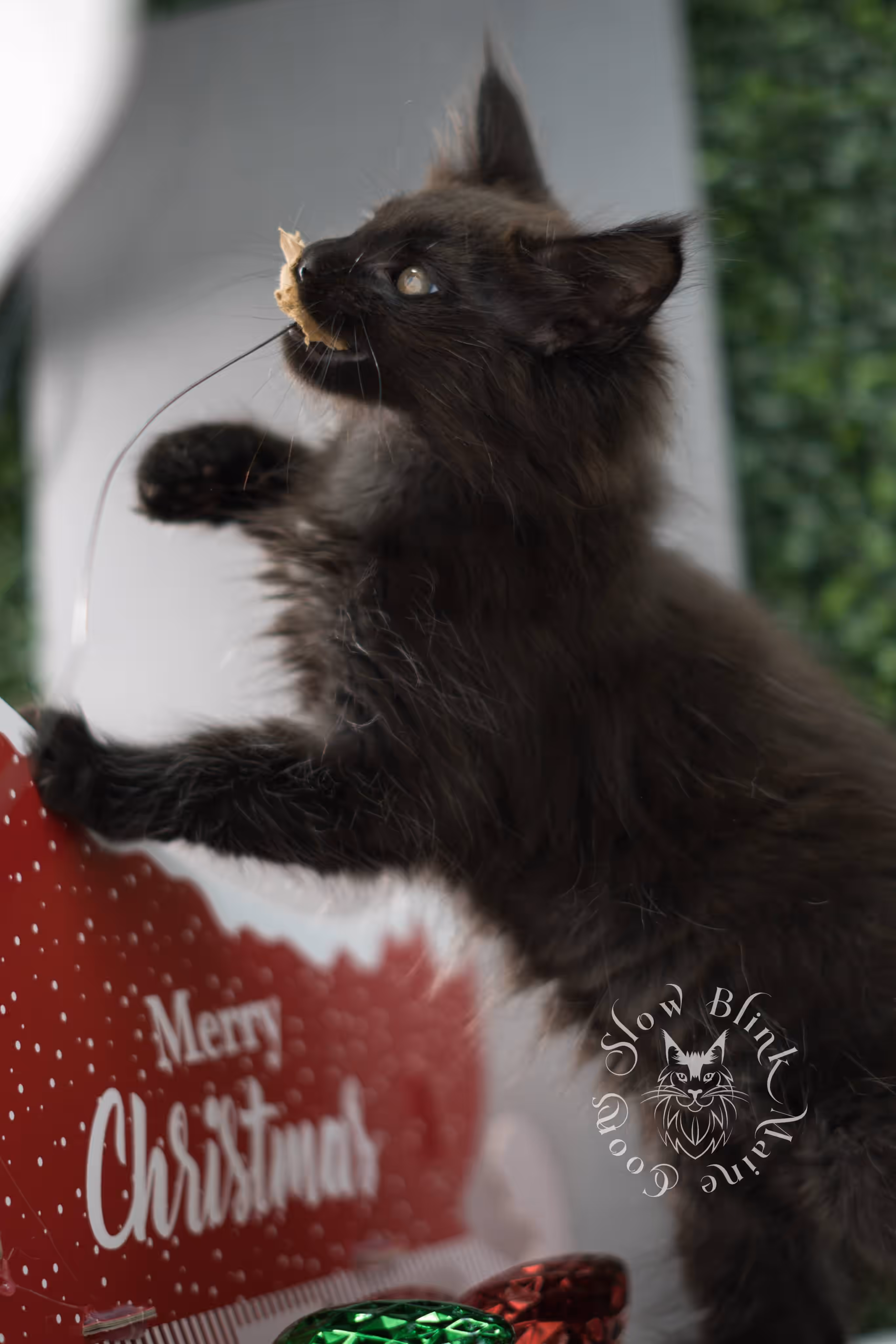 black maine coon kitten male ems code mco n taken jun 4 2026 SlowBlink Maine Coons Photo > black maine coon kitten male ems code mco n taken jun 4 2026