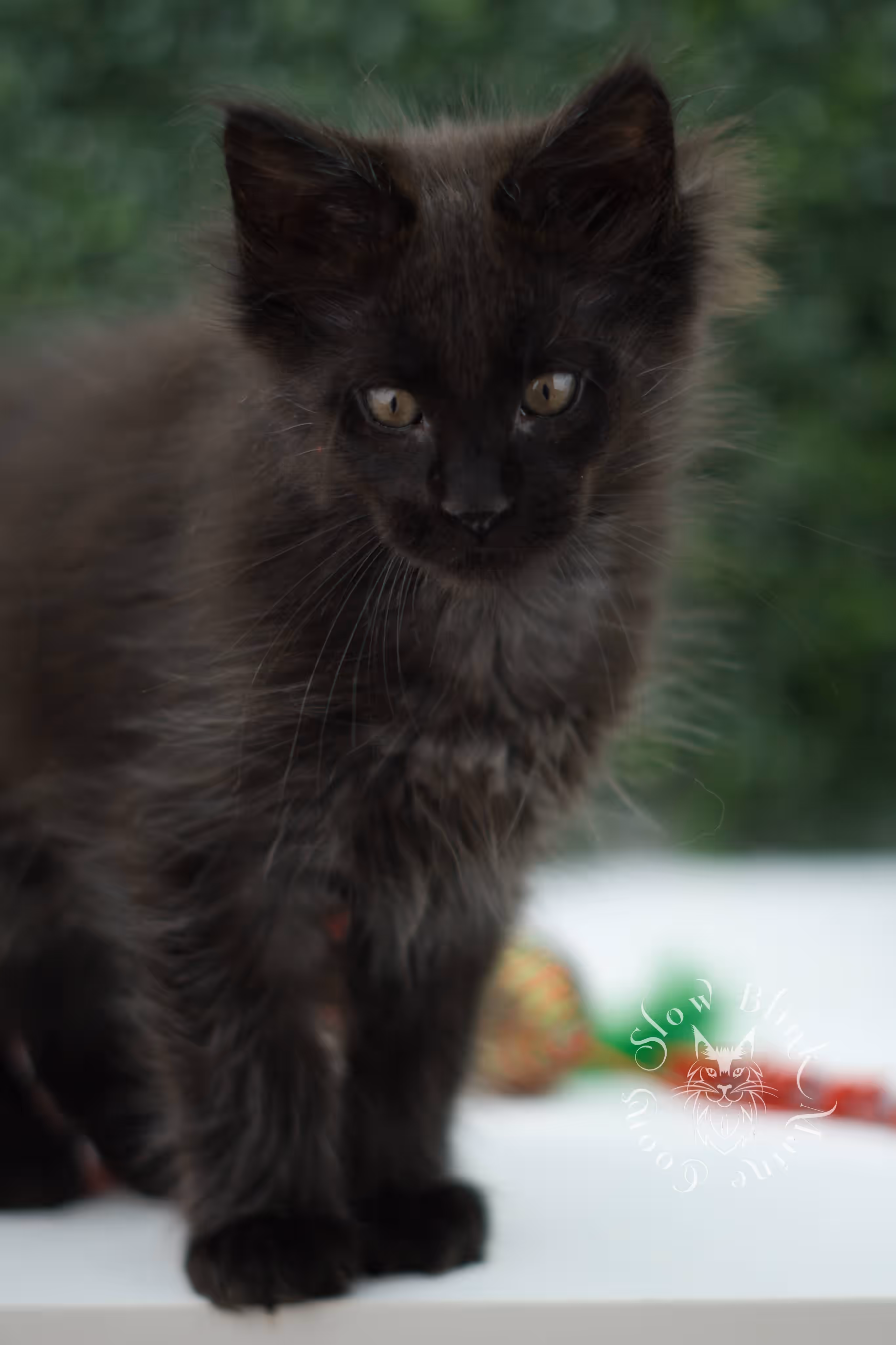 black maine coon kitten male ems code mco n taken jun 4 2026 SlowBlink Maine Coons Photo > black maine coon kitten male ems code mco n taken jun 4 2026