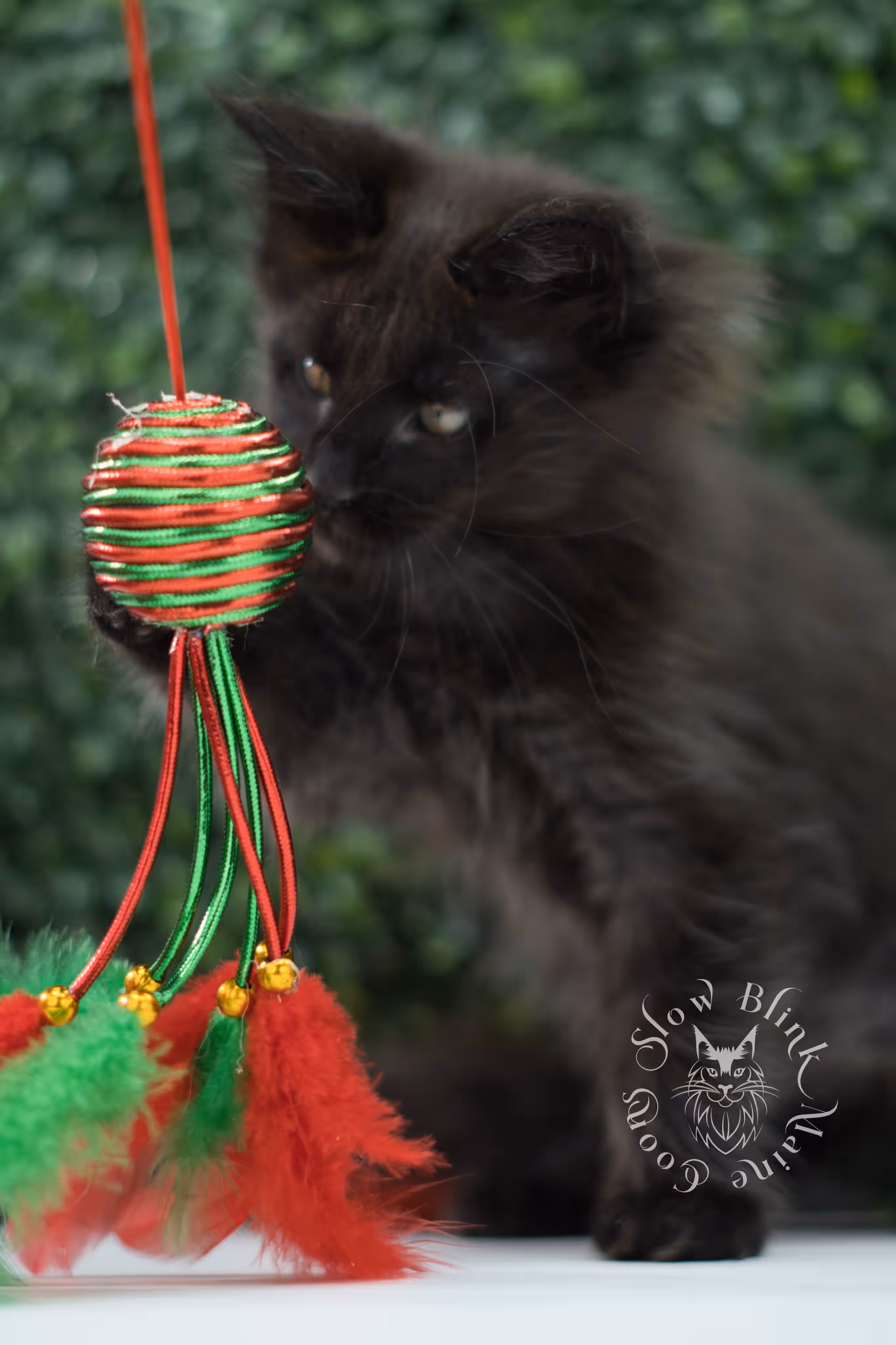 black maine coon kitten male ems code mco n taken jun 4 2026 SlowBlink Maine Coons Photo > black maine coon kitten male ems code mco n taken jun 4 2026