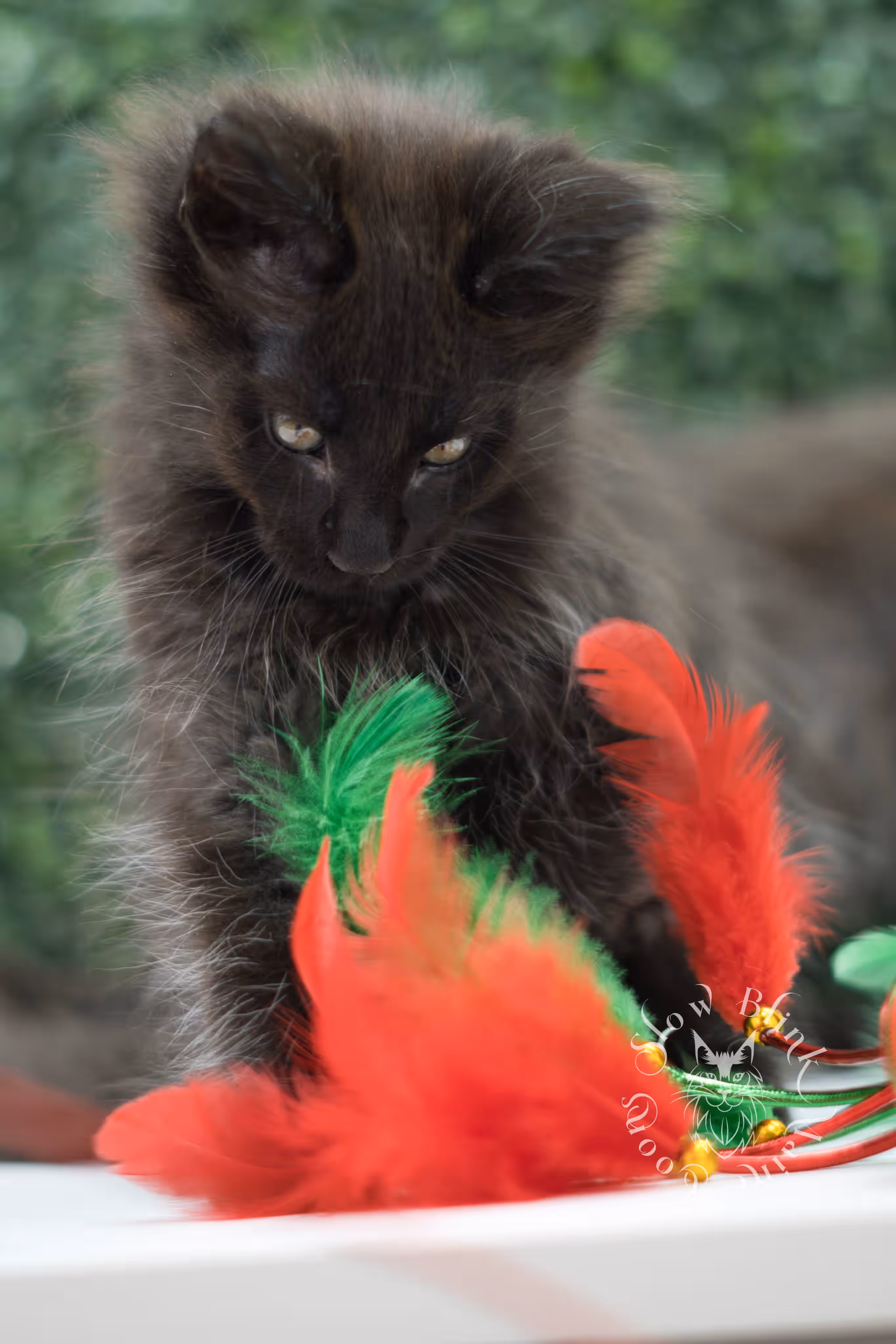 black maine coon kitten male ems code mco n taken jun 4 2026 SlowBlink Maine Coons Photo > black maine coon kitten male ems code mco n taken jun 4 2026