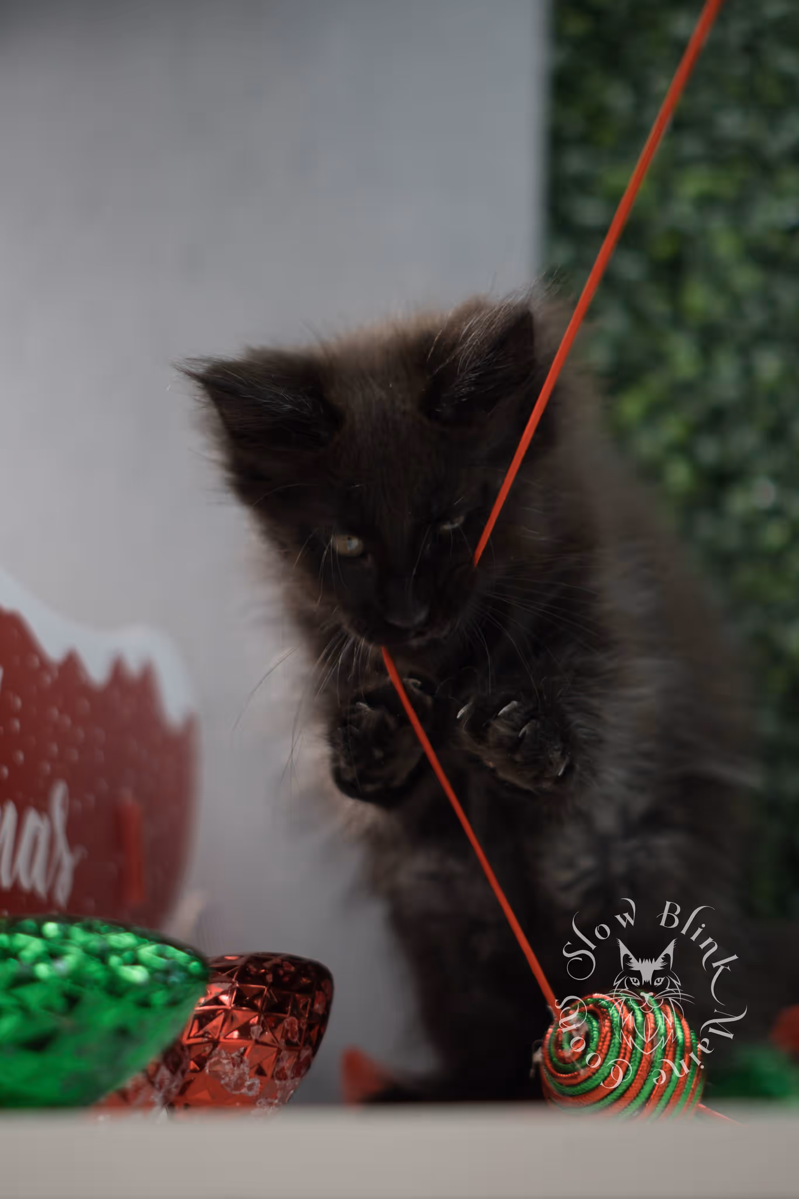 black maine coon kitten male ems code mco n taken jun 4 2026 SlowBlink Maine Coons Photo > black maine coon kitten male ems code mco n taken jun 4 2026