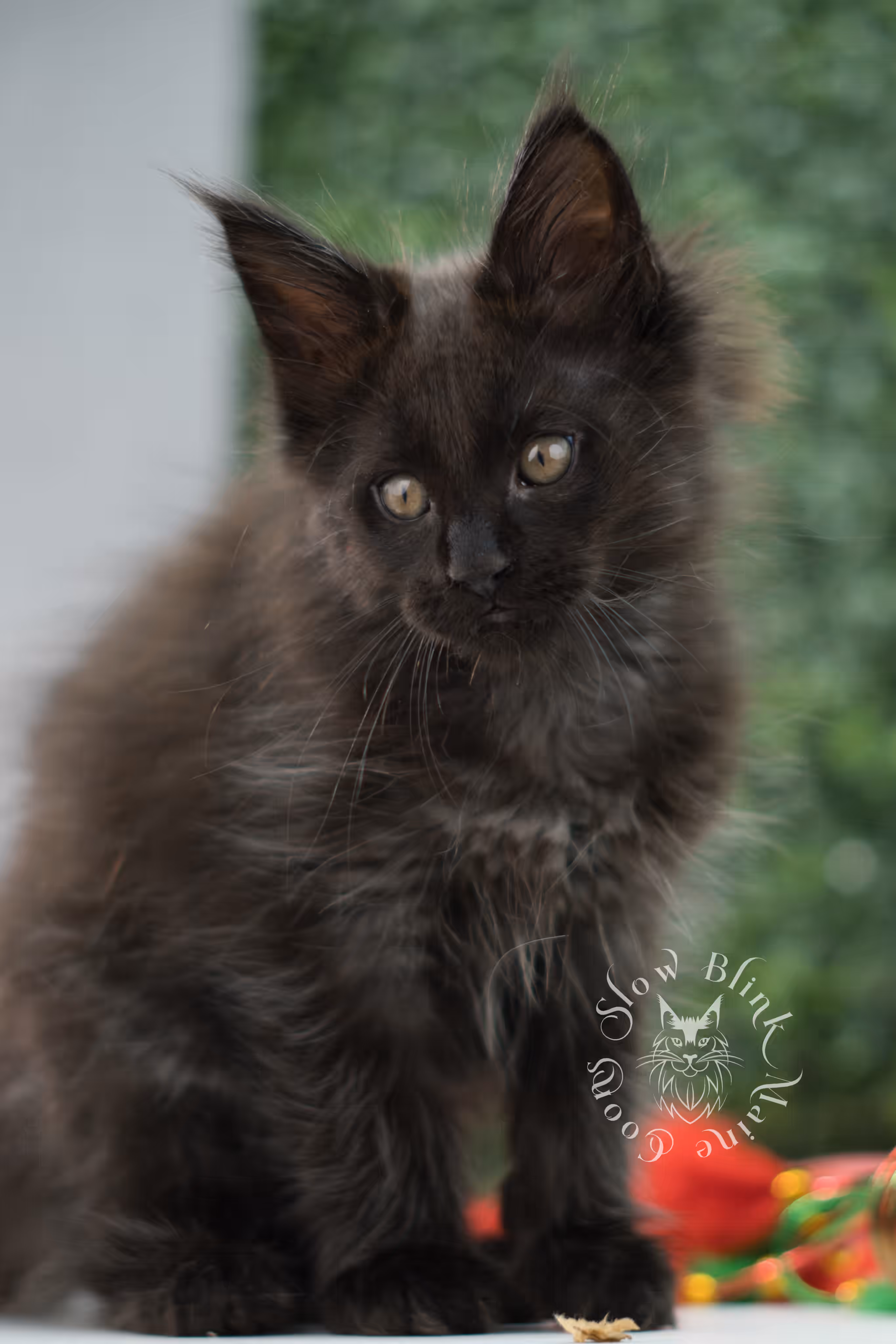 black maine coon kitten male ems code mco n taken jun 4 2026 SlowBlink Maine Coons Photo > black maine coon kitten male ems code mco n taken jun 4 2026