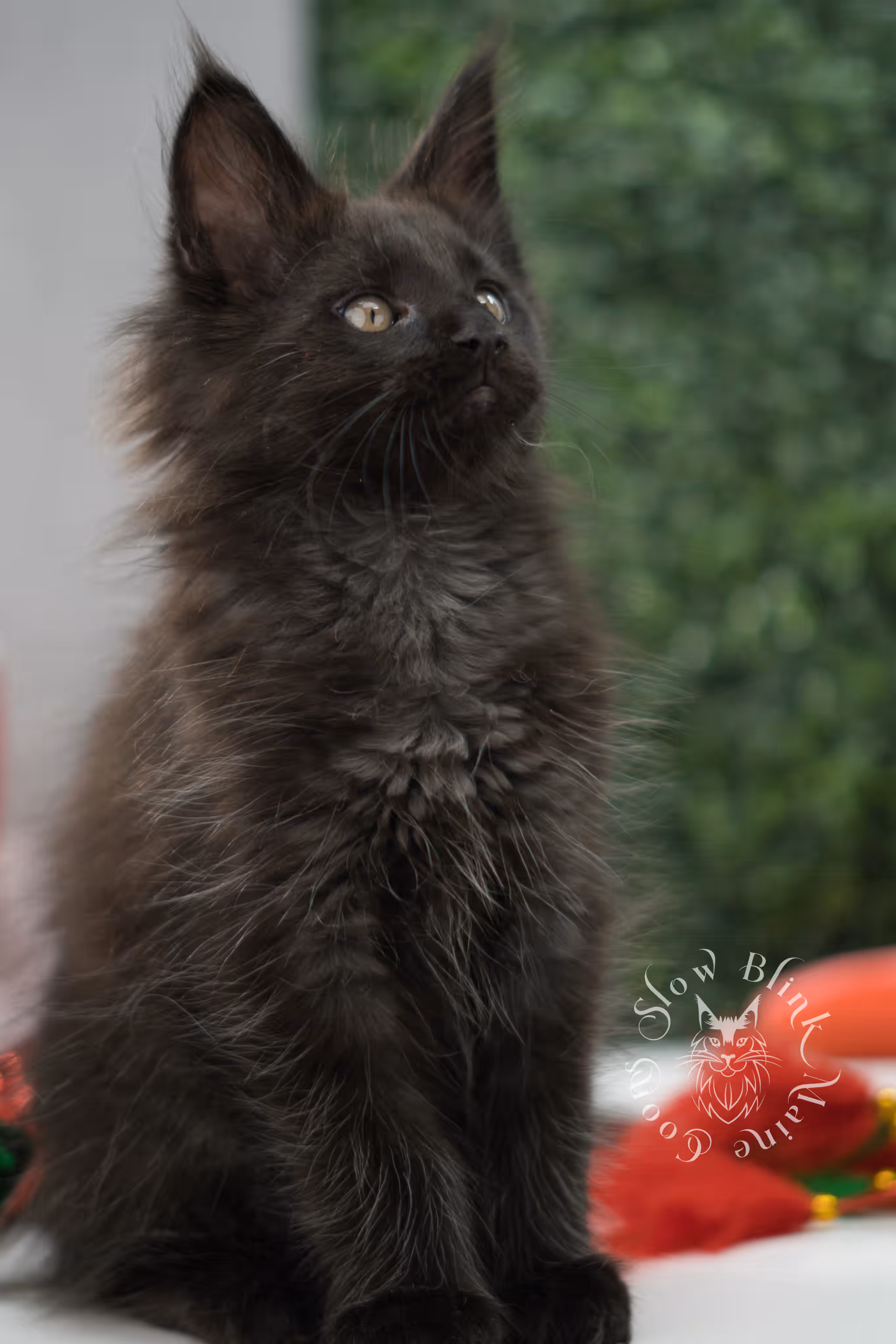 black maine coon kitten male ems code mco n taken jun 4 2026 SlowBlink Maine Coons Photo > black maine coon kitten male ems code mco n taken jun 4 2026