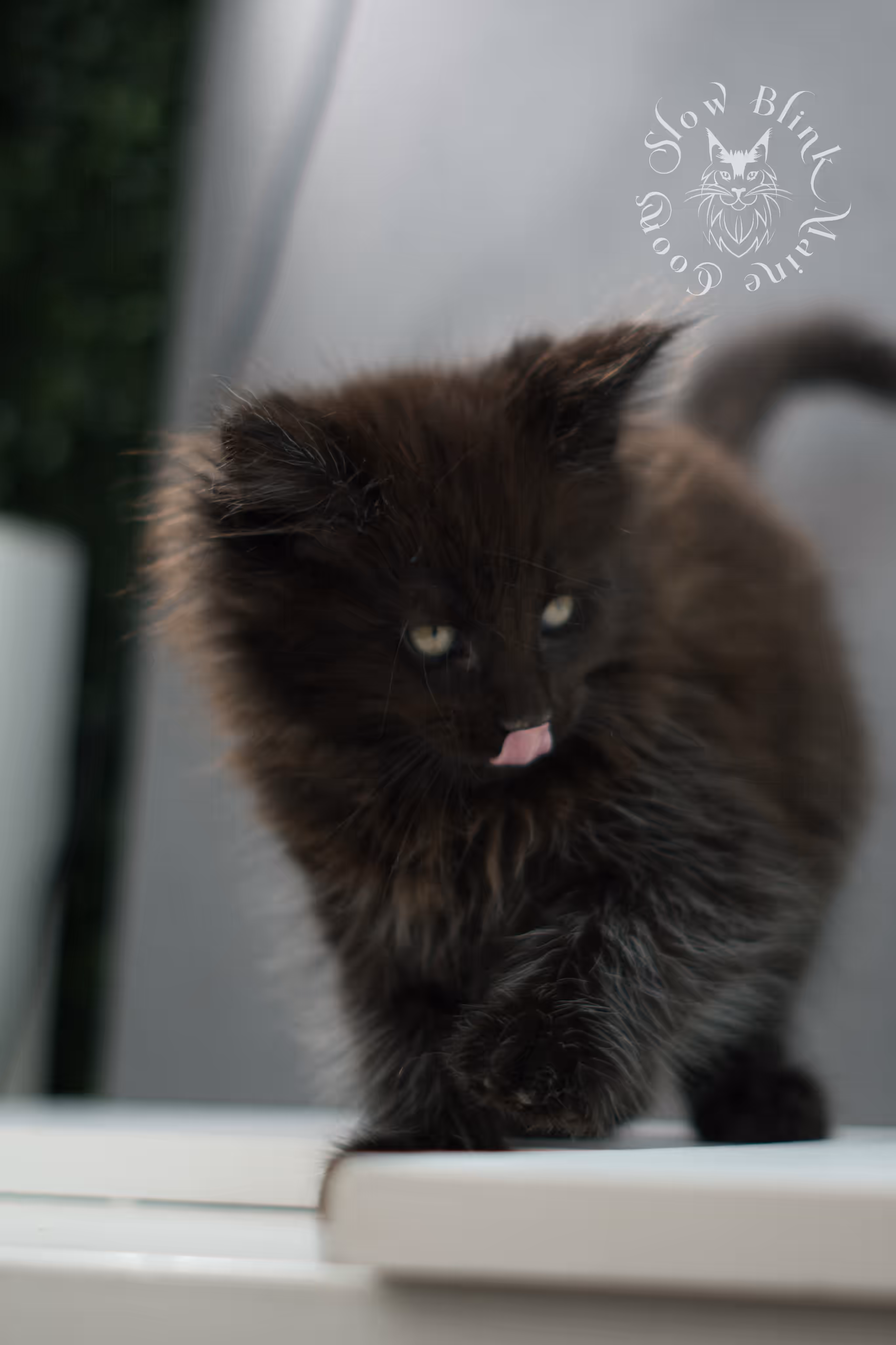 black maine coon kitten male ems code mco n taken jun 4 2026 SlowBlink Maine Coons Photo > black maine coon kitten male ems code mco n taken jun 4 2026