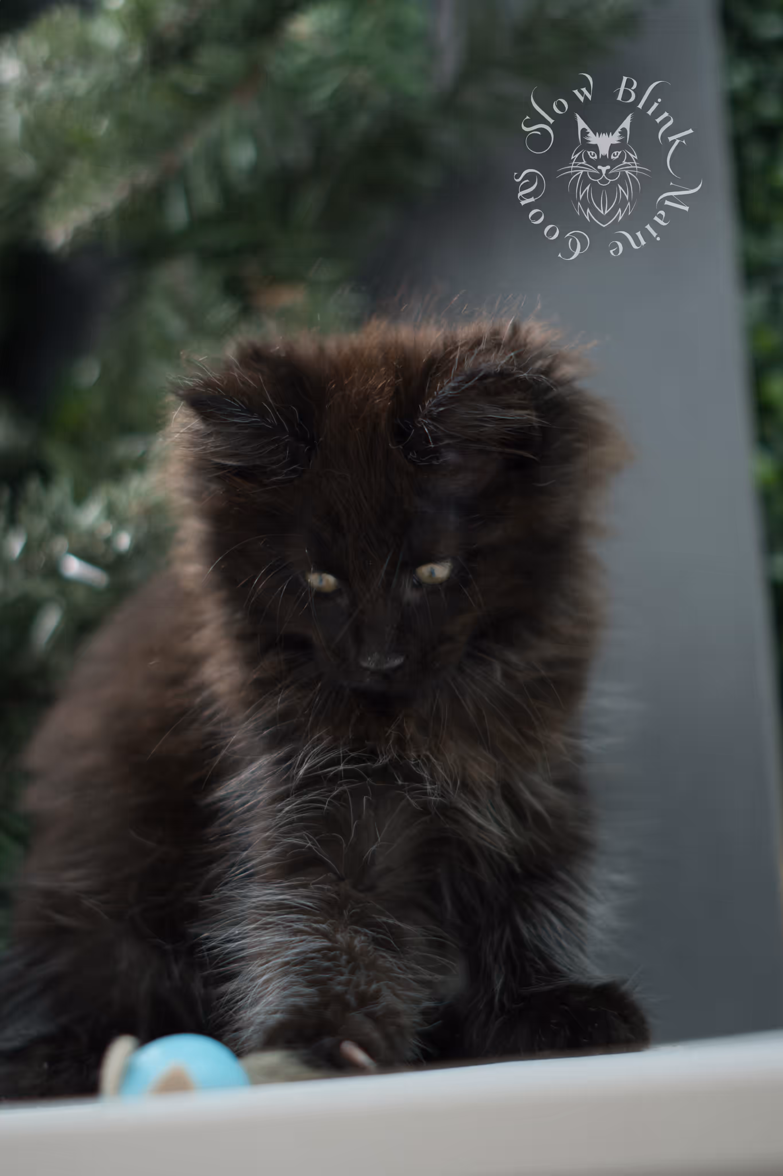 black maine coon kitten male ems code mco n taken jun 4 2026 SlowBlink Maine Coons Photo > black maine coon kitten male ems code mco n taken jun 4 2026