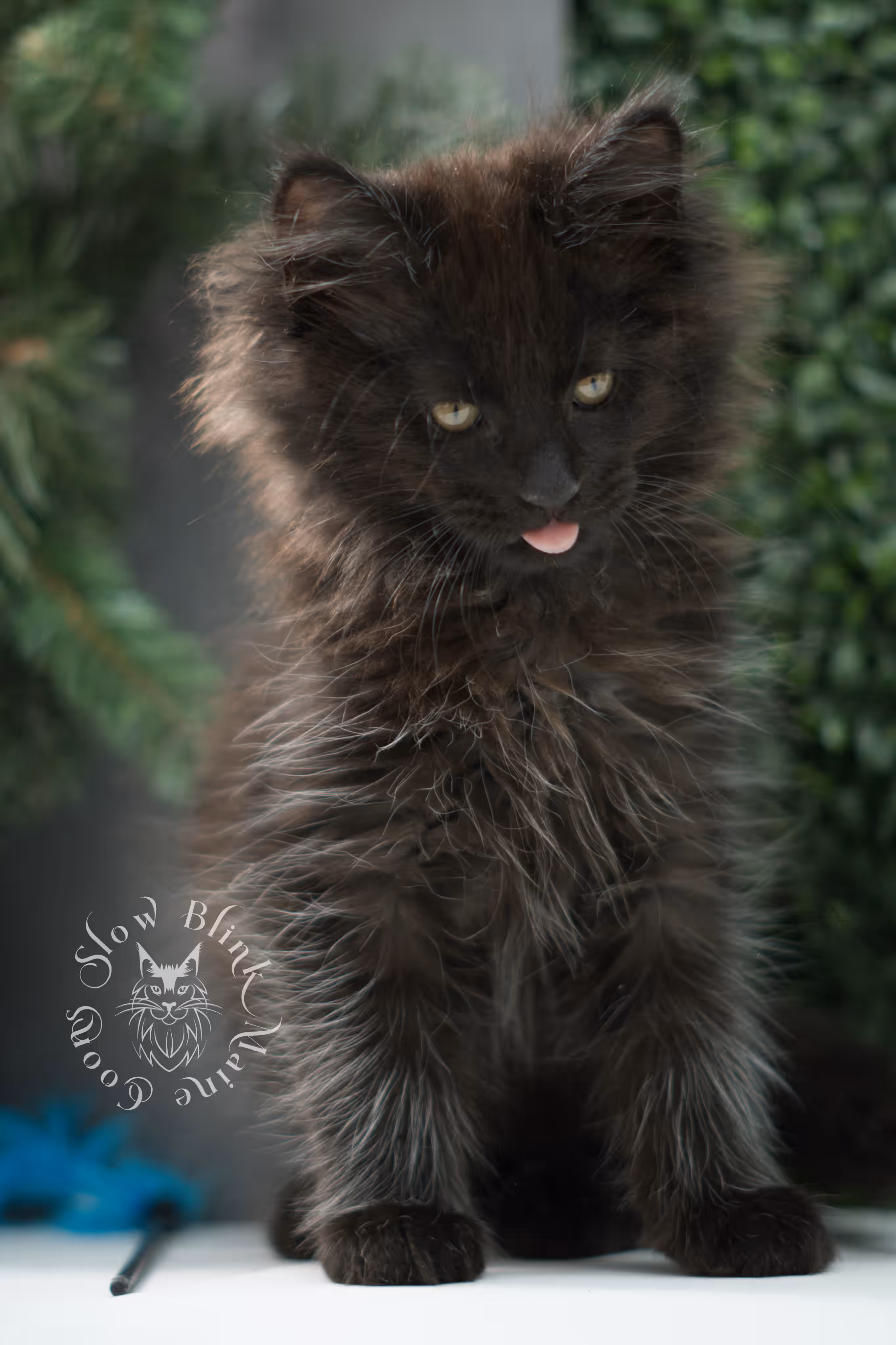 black maine coon kitten male ems code mco n taken jun 4 2026 SlowBlink Maine Coons Photo > black maine coon kitten male ems code mco n taken jun 4 2026
