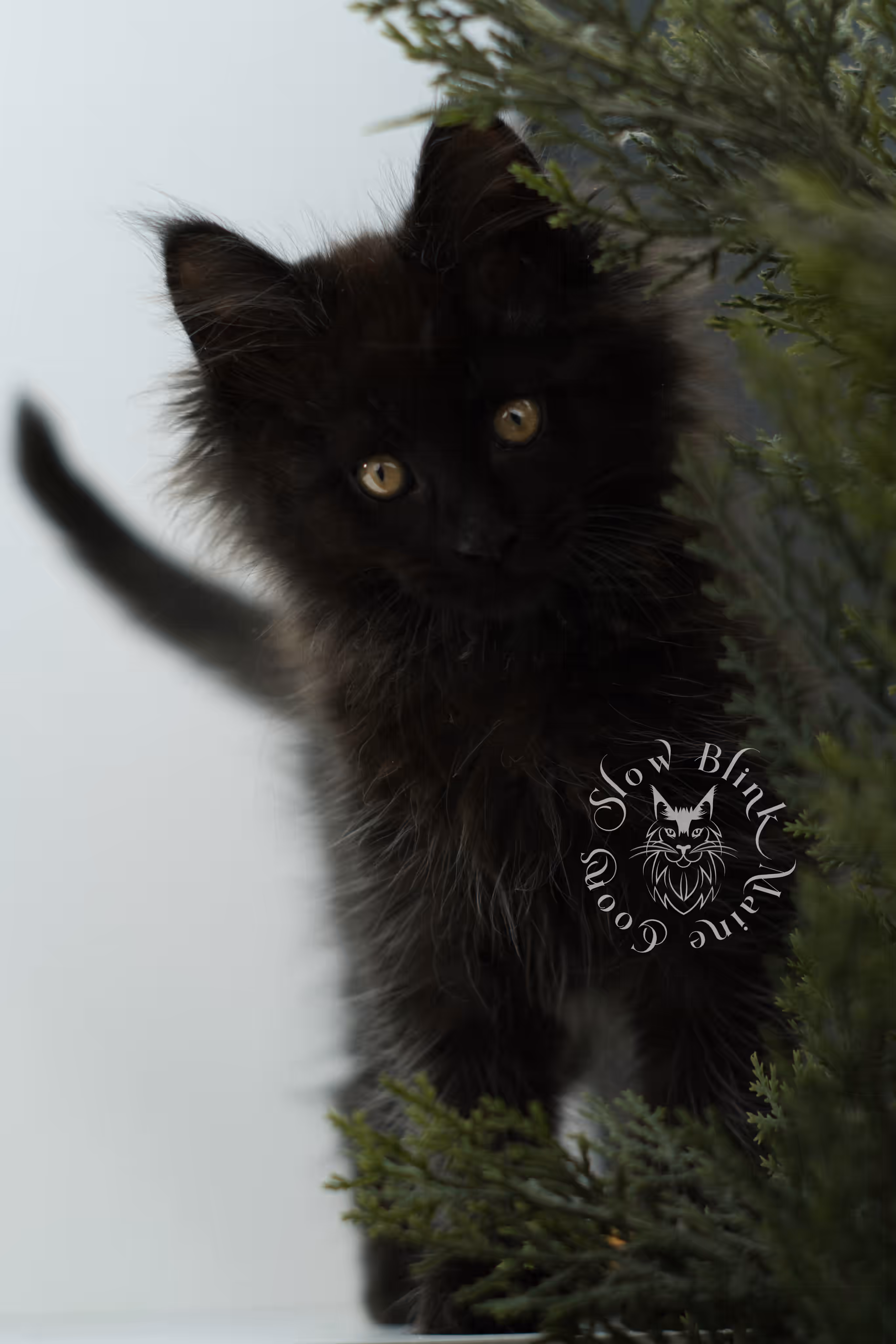 black maine coon kitten male ems code mco n taken jun 4 2026 SlowBlink Maine Coons Photo > black maine coon kitten male ems code mco n taken jun 4 2026