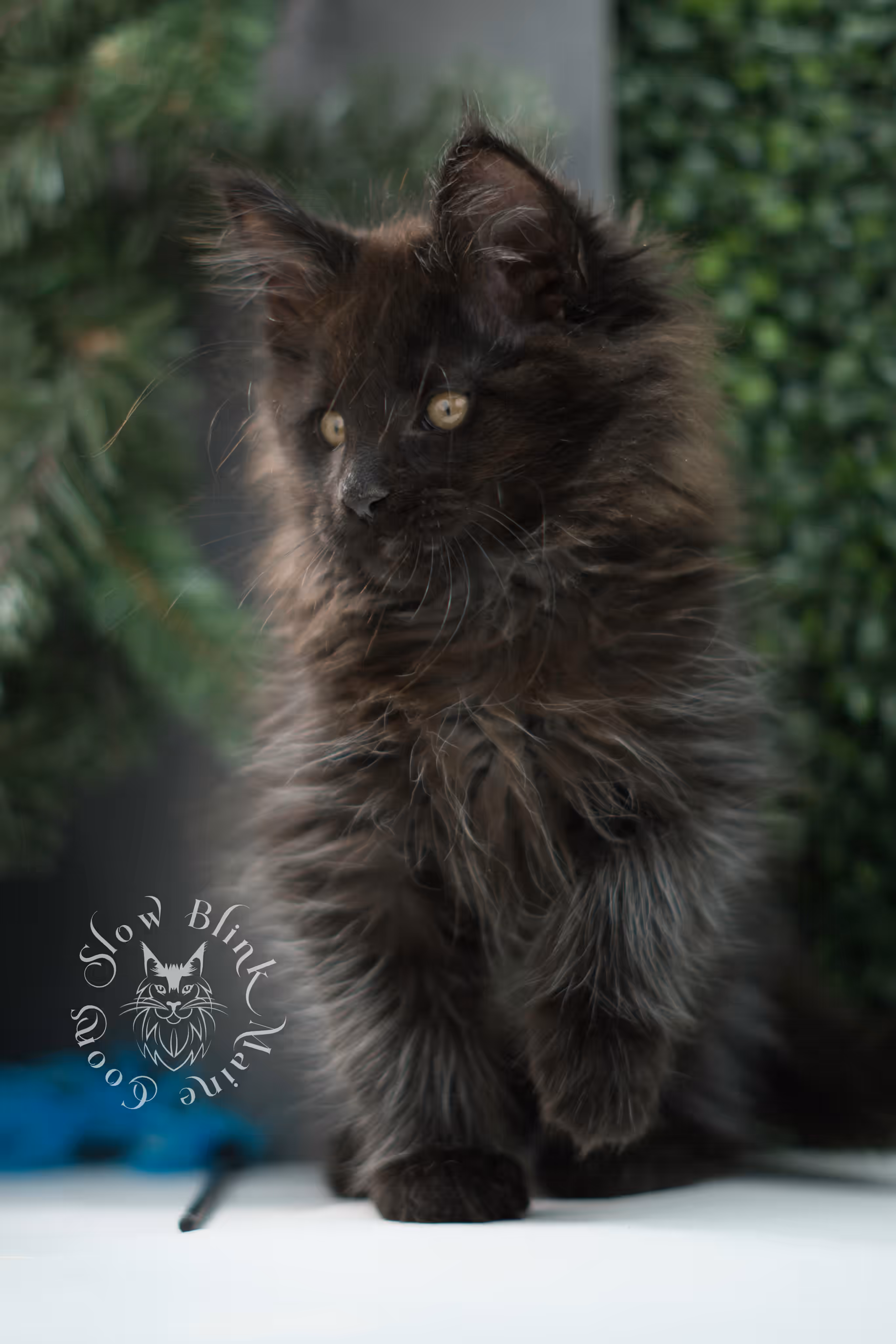 black maine coon kitten male ems code mco n taken jun 4 2026 SlowBlink Maine Coons Photo > black maine coon kitten male ems code mco n taken jun 4 2026