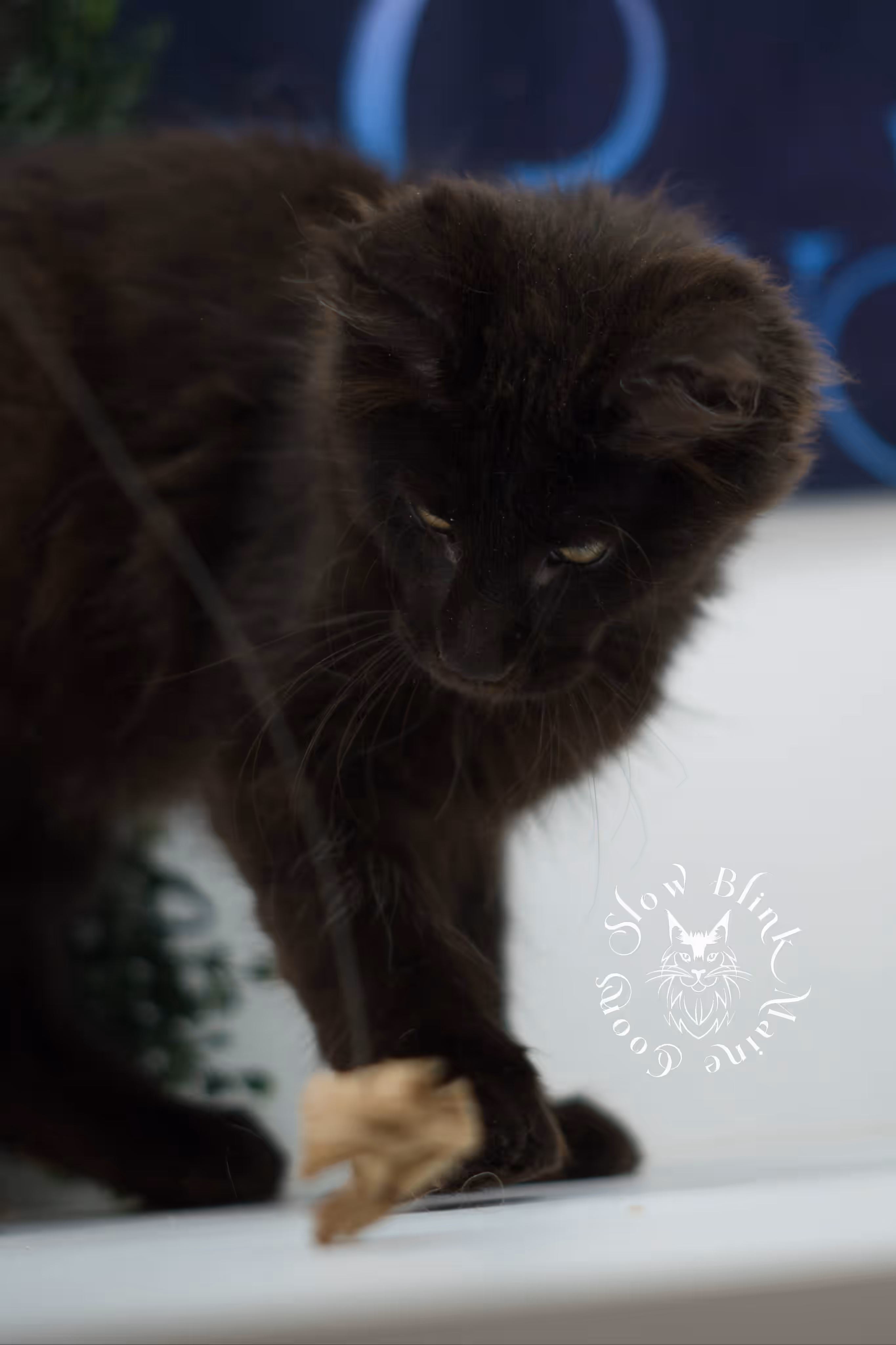 black maine coon kitten male ems code mcp n taken jun 12 2026 poly SlowBlink Maine Coons Photo > black maine coon kitten male ems code mcp n taken jun 12 2026 poly