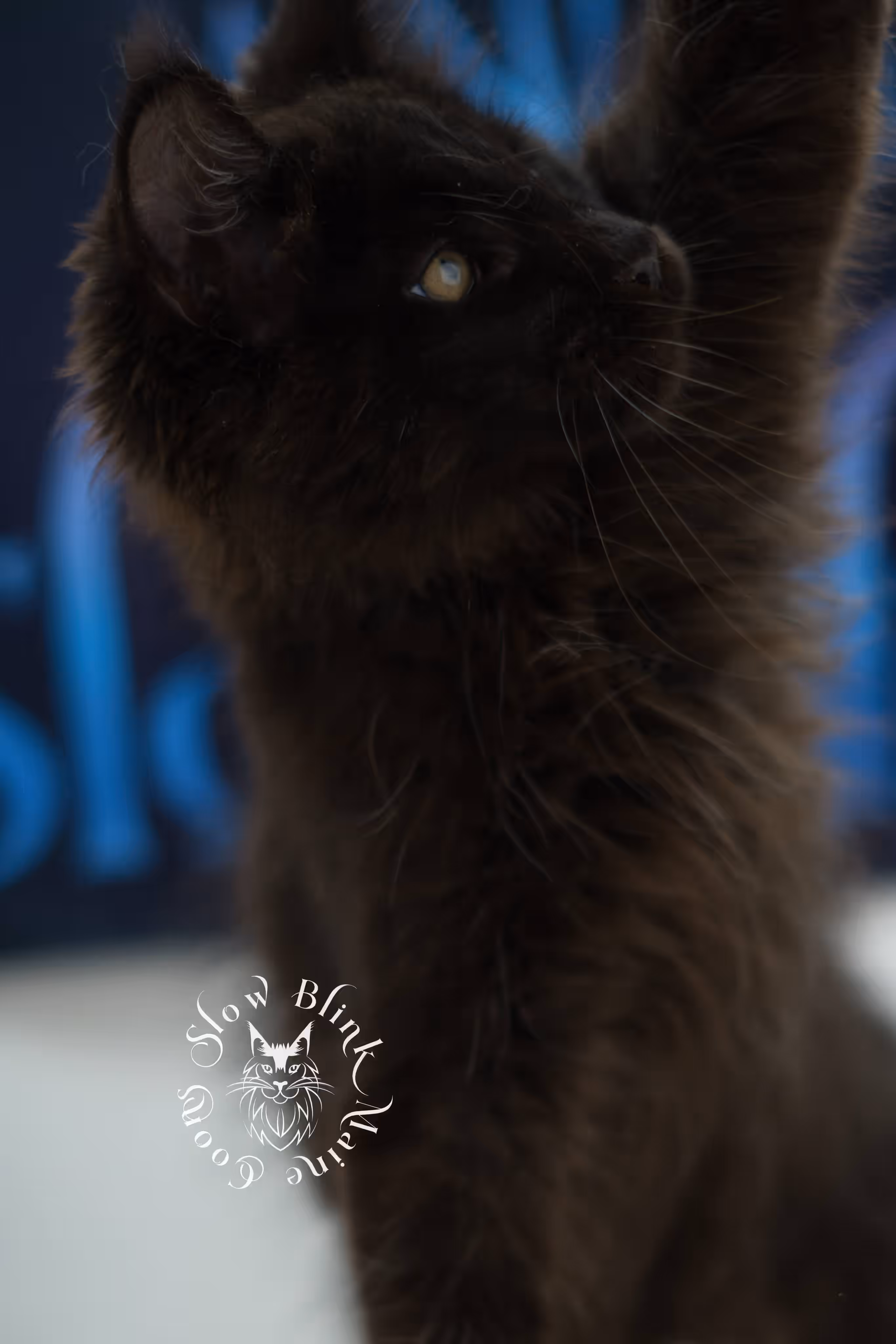 black maine coon kitten male ems code mcp n taken jun 12 2026 poly SlowBlink Maine Coons Photo > black maine coon kitten male ems code mcp n taken jun 12 2026 poly