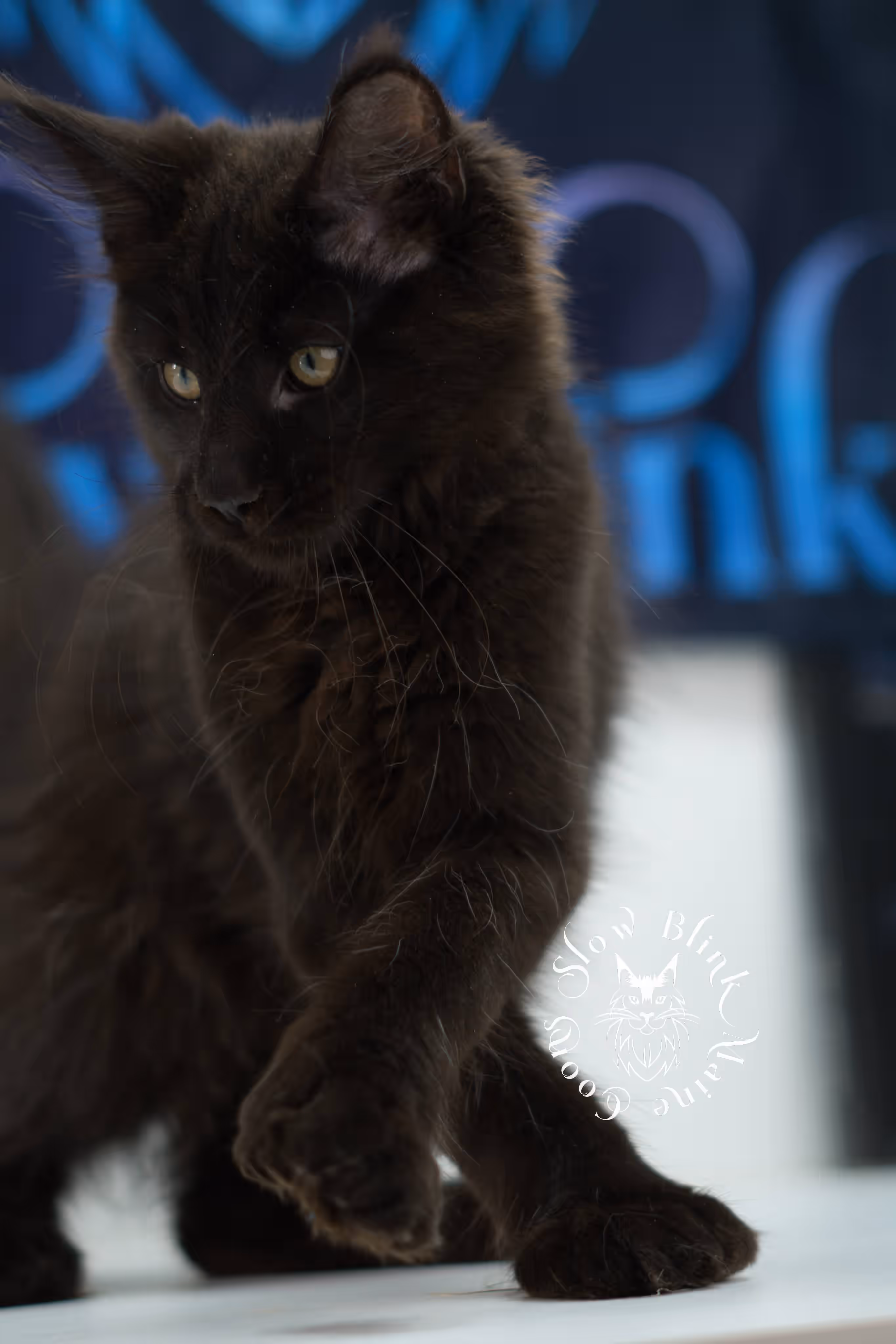 black maine coon kitten male ems code mcp n taken jun 12 2026 poly SlowBlink Maine Coons Photo > black maine coon kitten male ems code mcp n taken jun 12 2026 poly