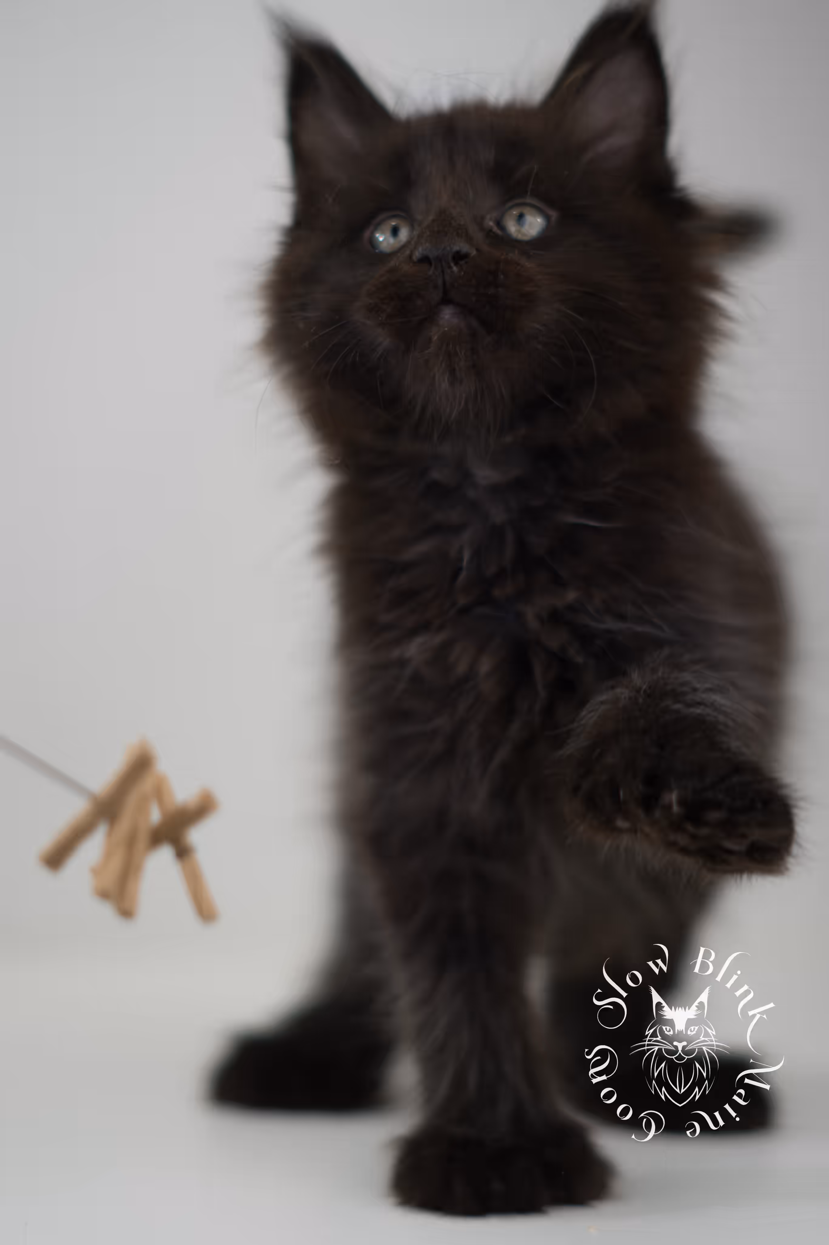black solid | maine coon kitten | poly | ems code mcp n | taken jun 2025 Black Maine Coon Kittens > black solid | maine coon kitten | poly | ems code mcp n | taken jun 2025 | idx 01