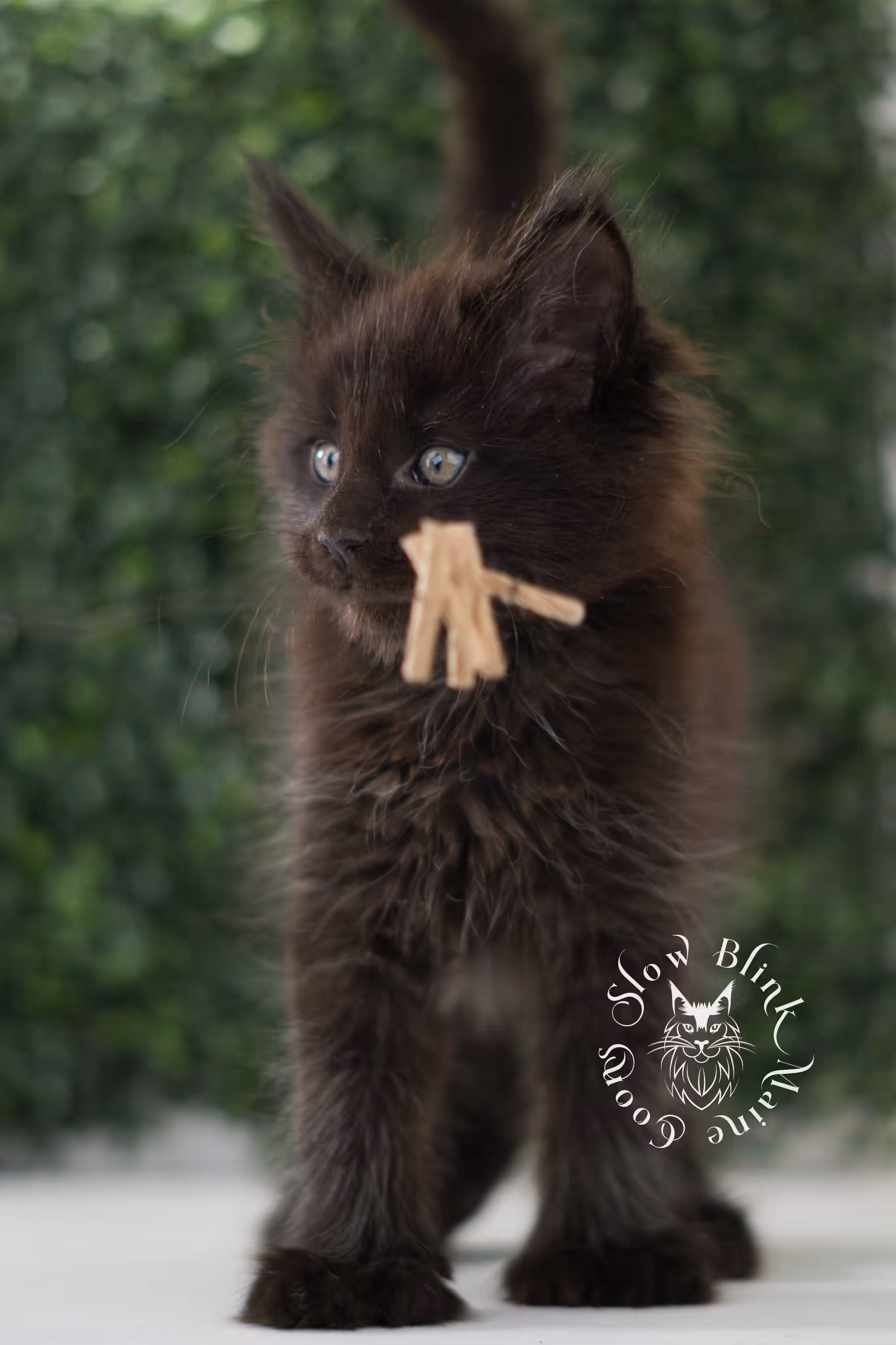black solid | maine coon kitten | poly | ems code mcp n | taken jun 2025 Black Maine Coon Kittens > black solid | maine coon kitten | poly | ems code mcp n | taken jun 2025 | idx 02