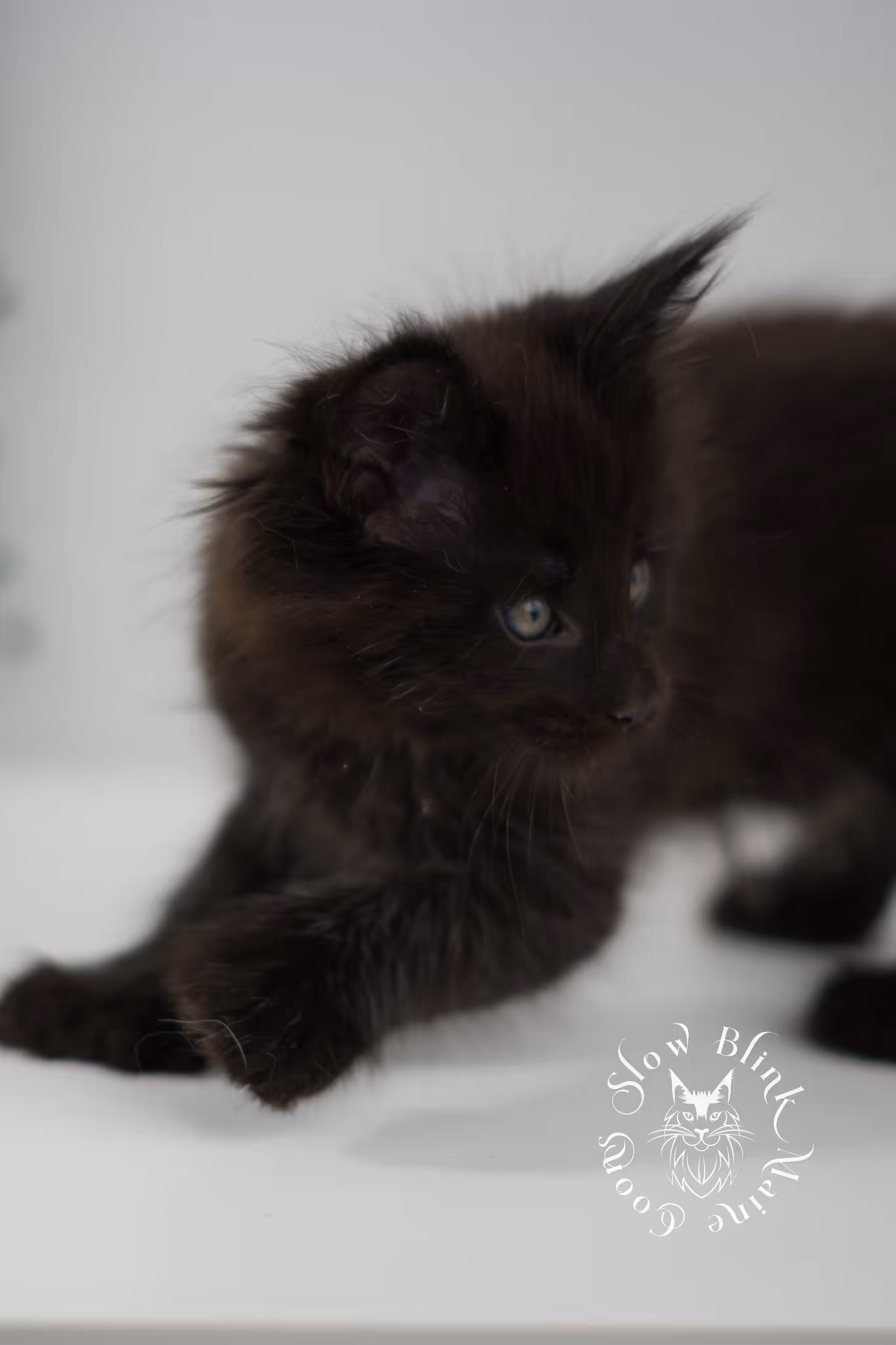 black solid | maine coon kitten | poly | ems code mcp n | taken jun 2025 Black Maine Coon Kittens > black solid | maine coon kitten | poly | ems code mcp n | taken jun 2025 | idx 03