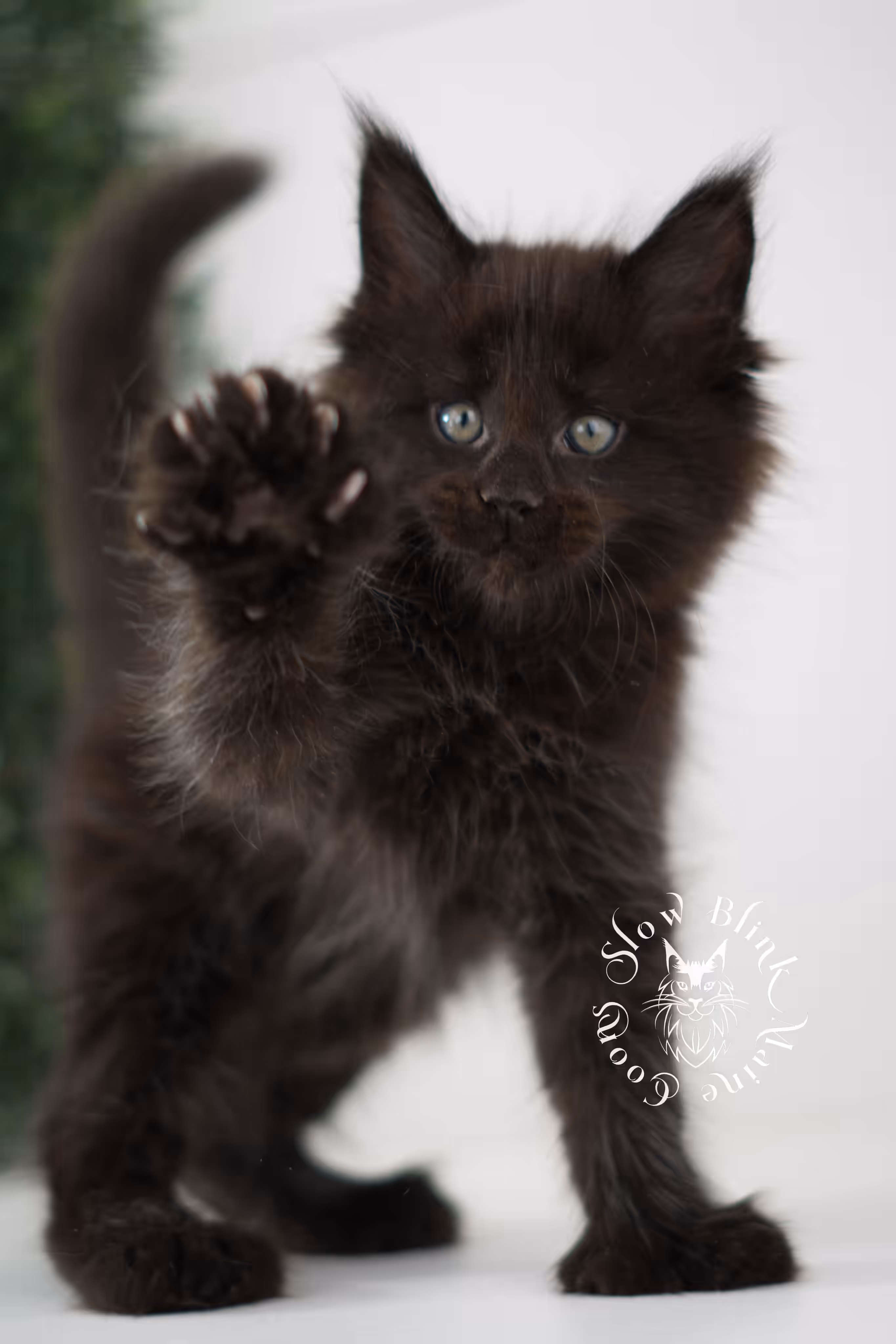 black solid | maine coon kitten | poly | ems code mcp n | taken jun 2025 Black Maine Coon Kittens > black solid | maine coon kitten | poly | ems code mcp n | taken jun 2025 | idx 04