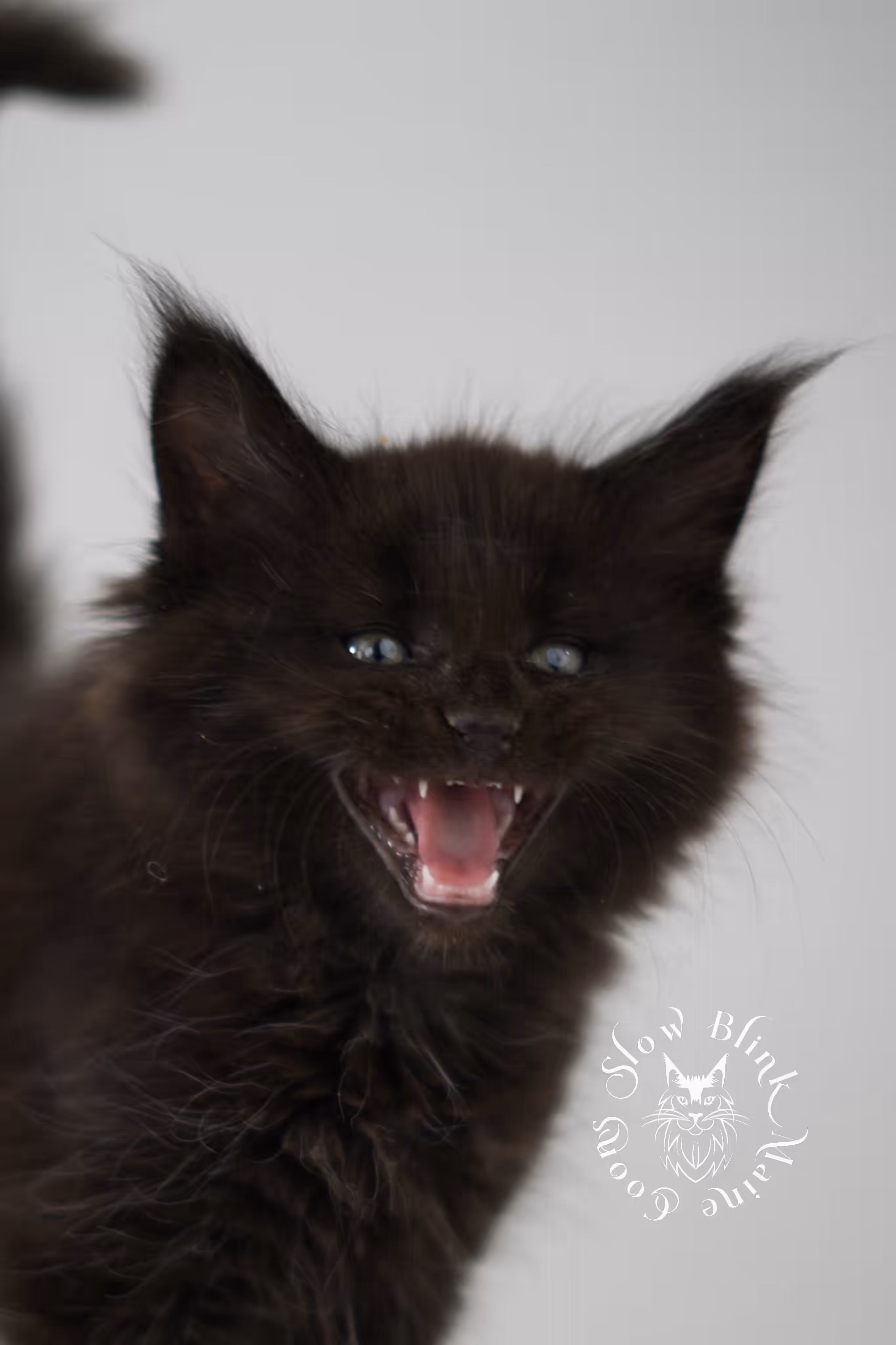 black solid | maine coon kitten | poly | ems code mcp n | taken jun 2025 Black Maine Coon Kittens > black solid | maine coon kitten | poly | ems code mcp n | taken jun 2025 | idx 05