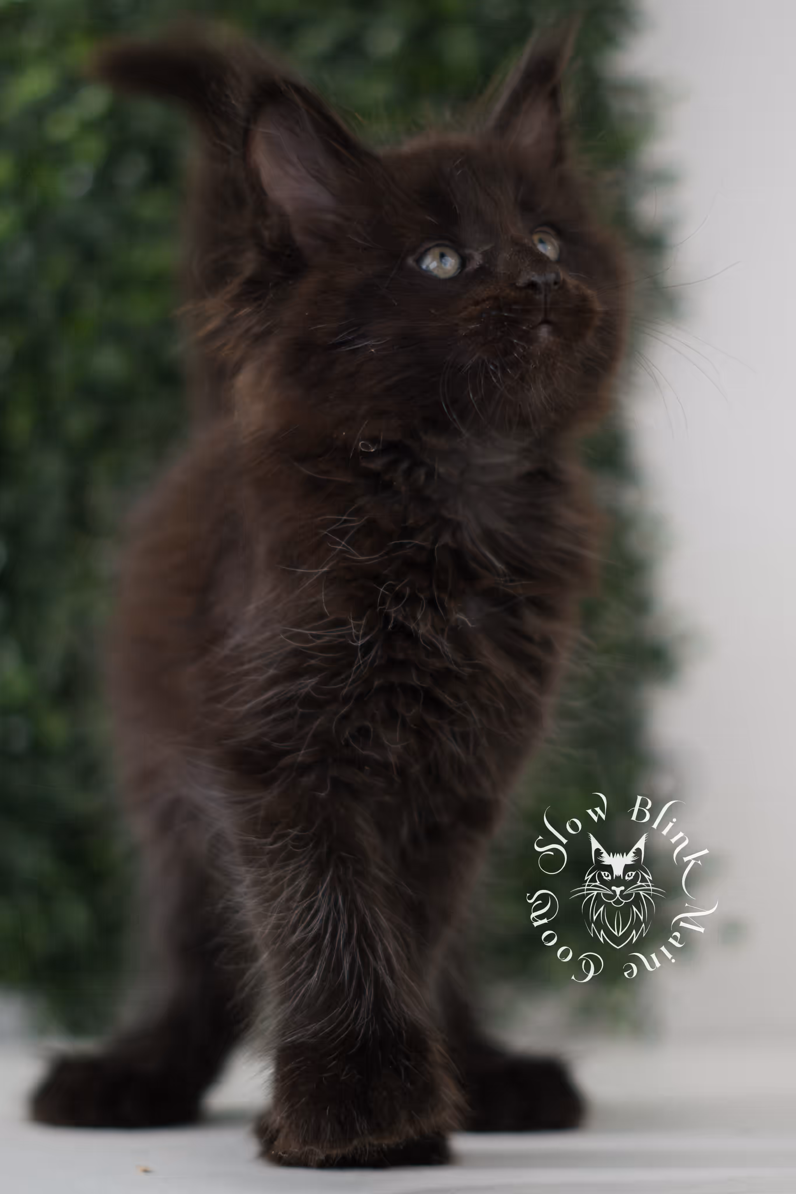 black solid | maine coon kitten | poly | ems code mcp n | taken jun 2025 Black Maine Coon Kittens > black solid | maine coon kitten | poly | ems code mcp n | taken jun 2025 | idx 06
