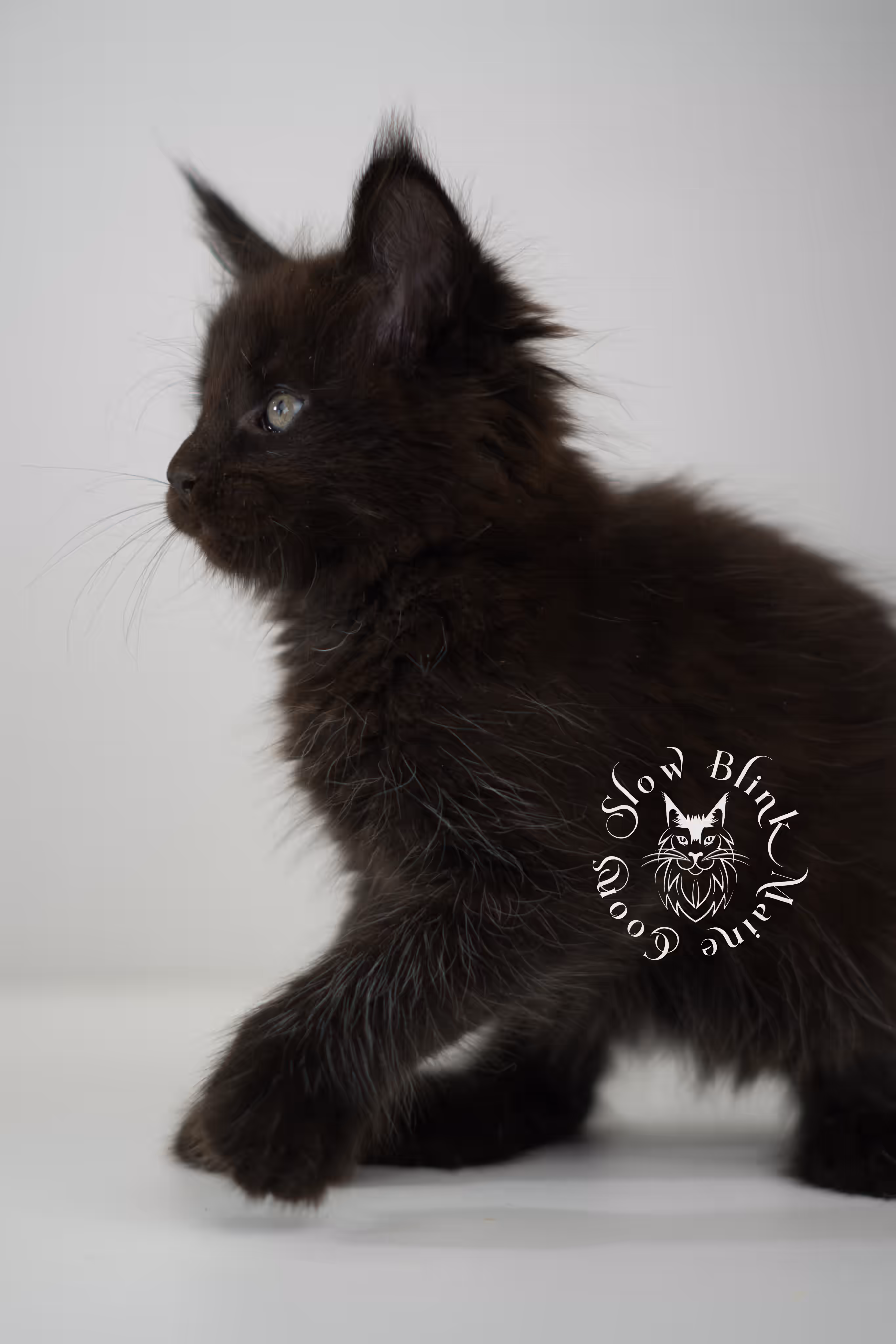 black solid | maine coon kitten | poly | ems code mcp n | taken jun 2025 Black Maine Coon Kittens > black solid | maine coon kitten | poly | ems code mcp n | taken jun 2025 | idx 07