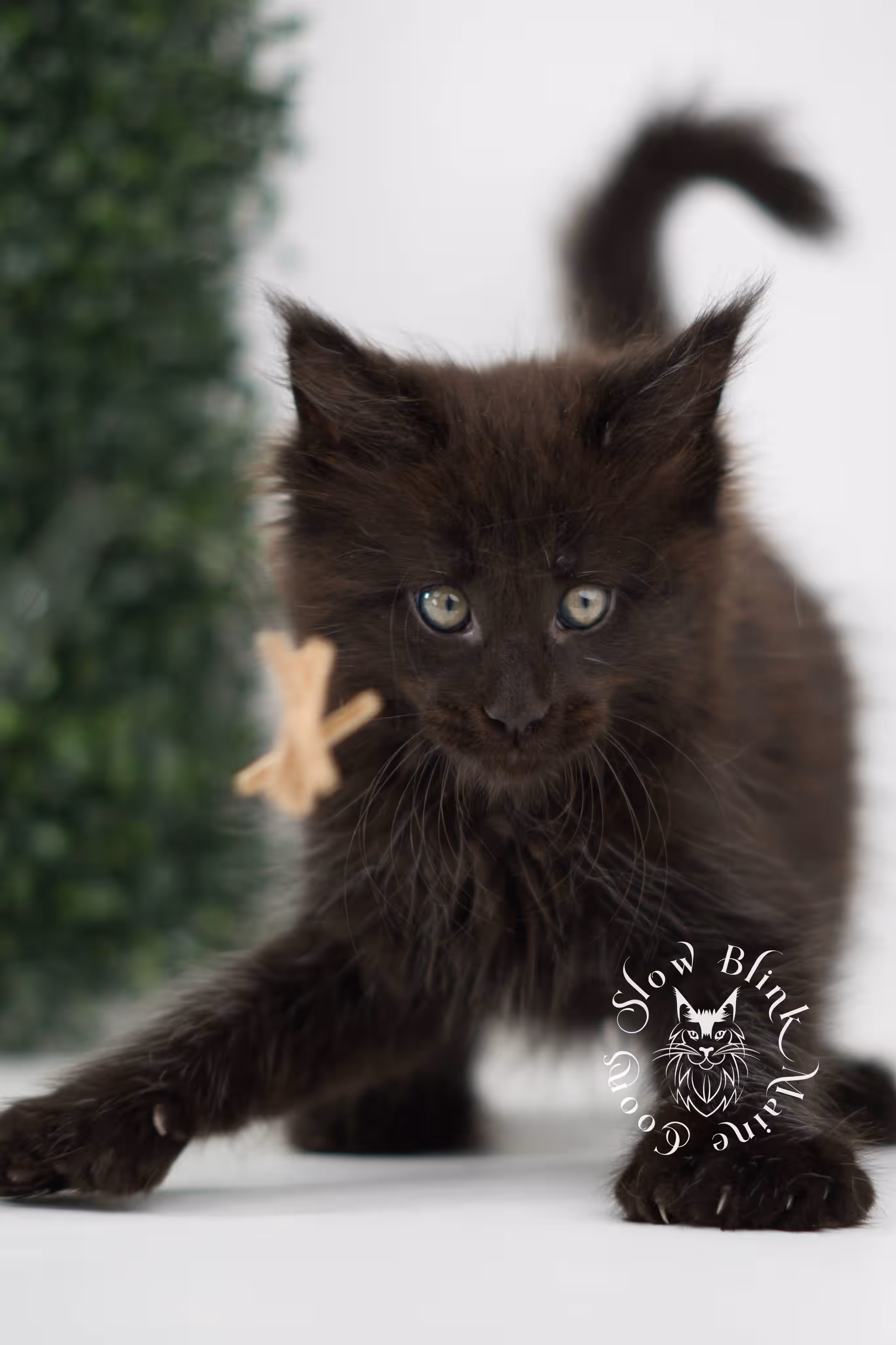 black solid maine coon kitten | age 8 weeks old | slowblinkmainecoons | ems code n | male | named west | taken jul 23 2025 Black Maine Coon Kittens > black solid maine coon kitten | age 8 weeks old | slowblinkmainecoons | ems code n | male | named west | taken jul 23 2025 | idx 01