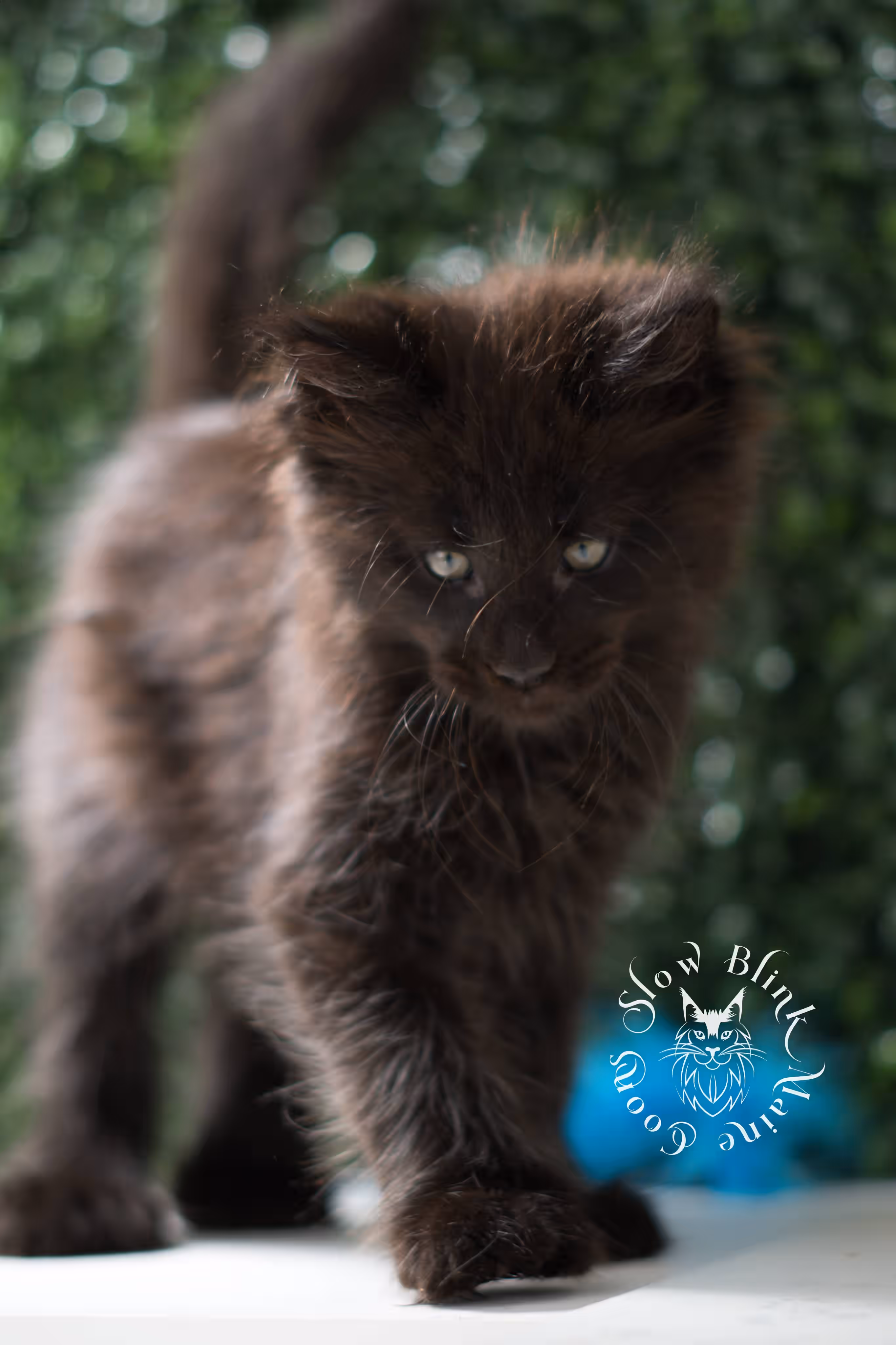 black solid maine coon kitten | age 8 weeks old | slowblinkmainecoons | ems code n | male | named west | taken jul 23 2025 Black Maine Coon Kittens > black solid maine coon kitten | age 8 weeks old | slowblinkmainecoons | ems code n | male | named west | taken jul 23 2025 | idx 02