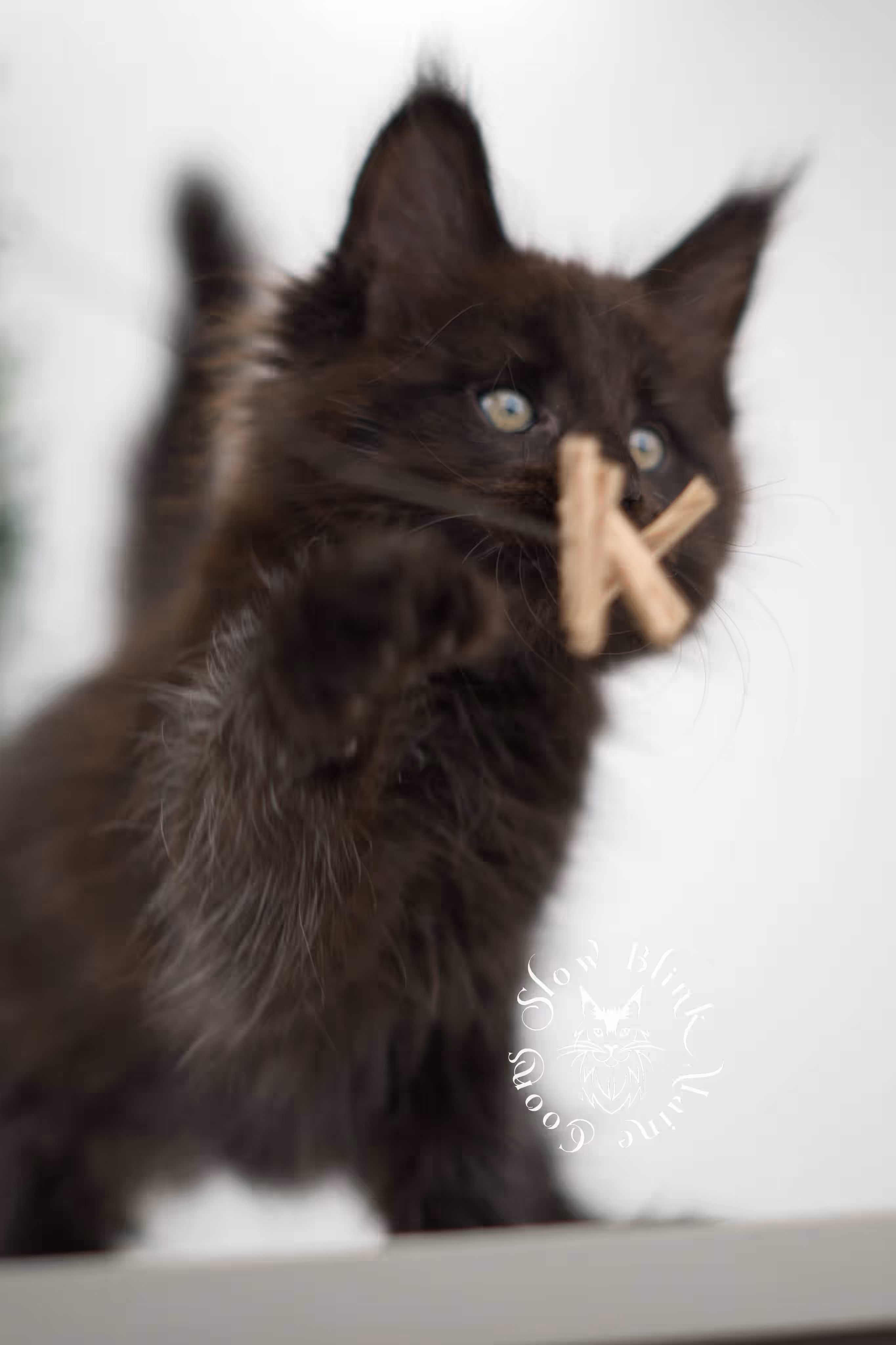 black solid maine coon kitten | age 8 weeks old | slowblinkmainecoons | ems code n | male | named west | taken jul 23 2025 Black Maine Coon Kittens > black solid maine coon kitten | age 8 weeks old | slowblinkmainecoons | ems code n | male | named west | taken jul 23 2025 | idx 03
