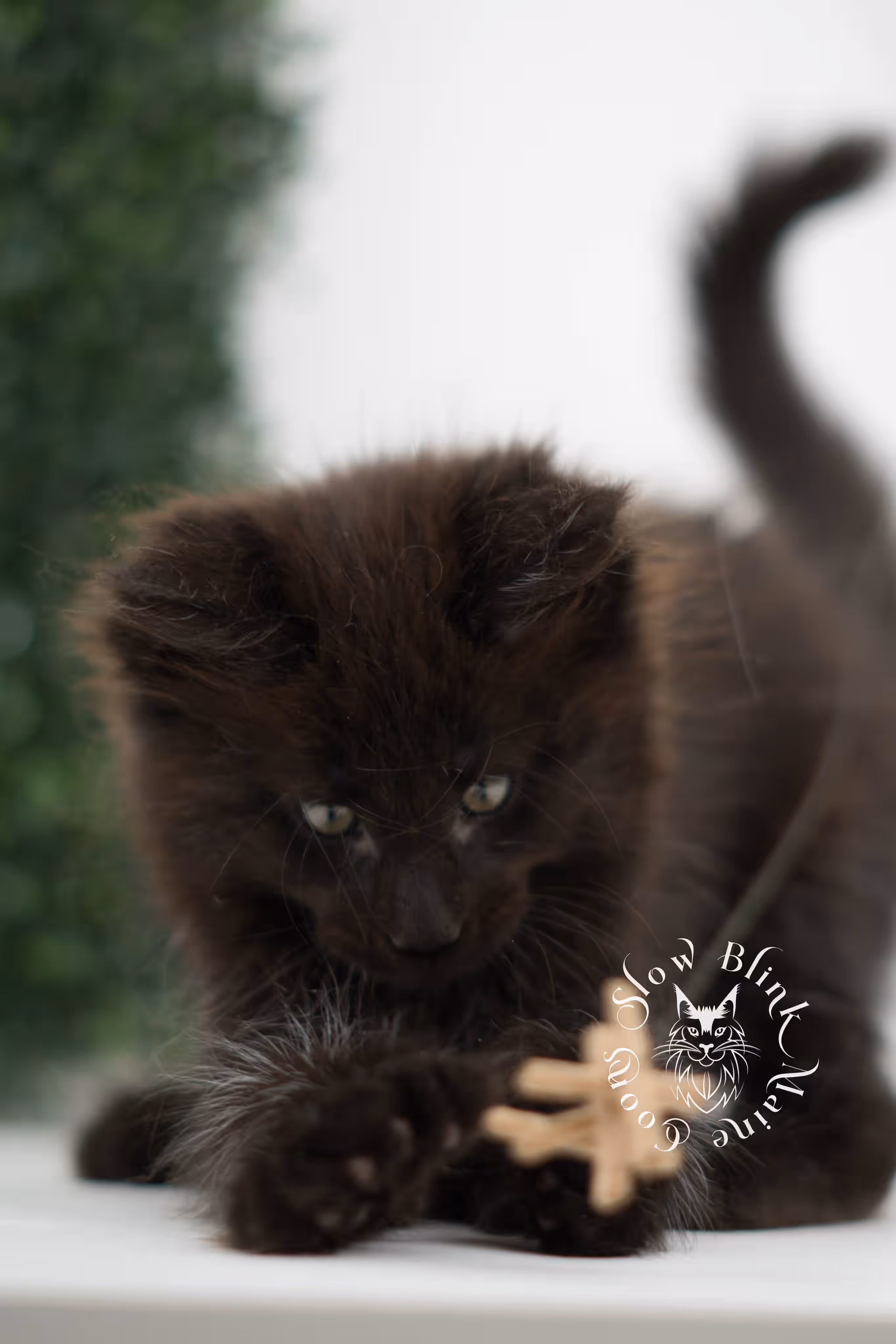 black solid maine coon kitten | age 8 weeks old | slowblinkmainecoons | ems code n | male | named west | taken jul 23 2025 Black Maine Coon Kittens > black solid maine coon kitten | age 8 weeks old | slowblinkmainecoons | ems code n | male | named west | taken jul 23 2025 | idx 04