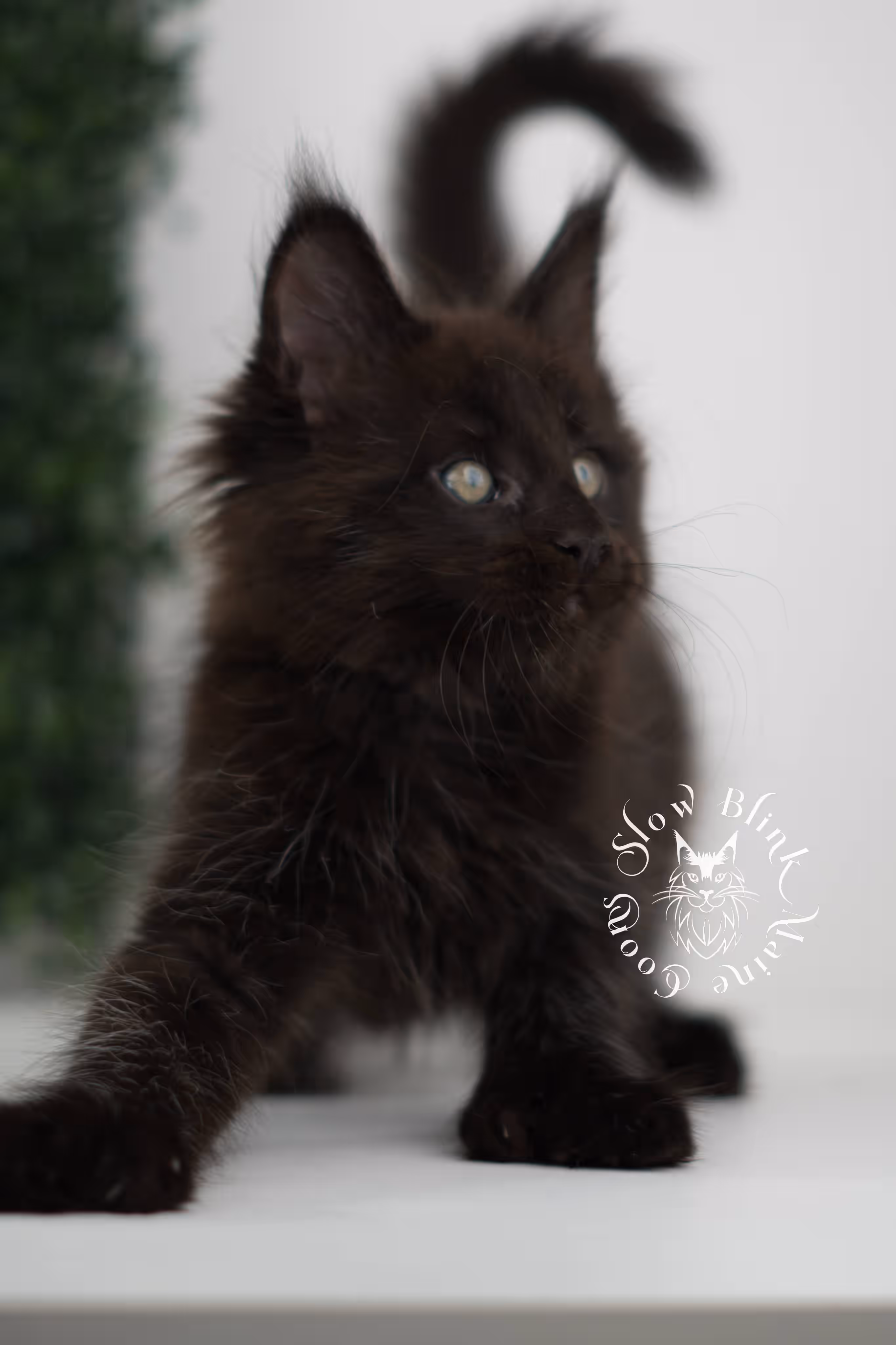 black solid maine coon kitten | age 8 weeks old | slowblinkmainecoons | ems code n | male | named west | taken jul 23 2025 Black Maine Coon Kittens > black solid maine coon kitten | age 8 weeks old | slowblinkmainecoons | ems code n | male | named west | taken jul 23 2025 | idx 05