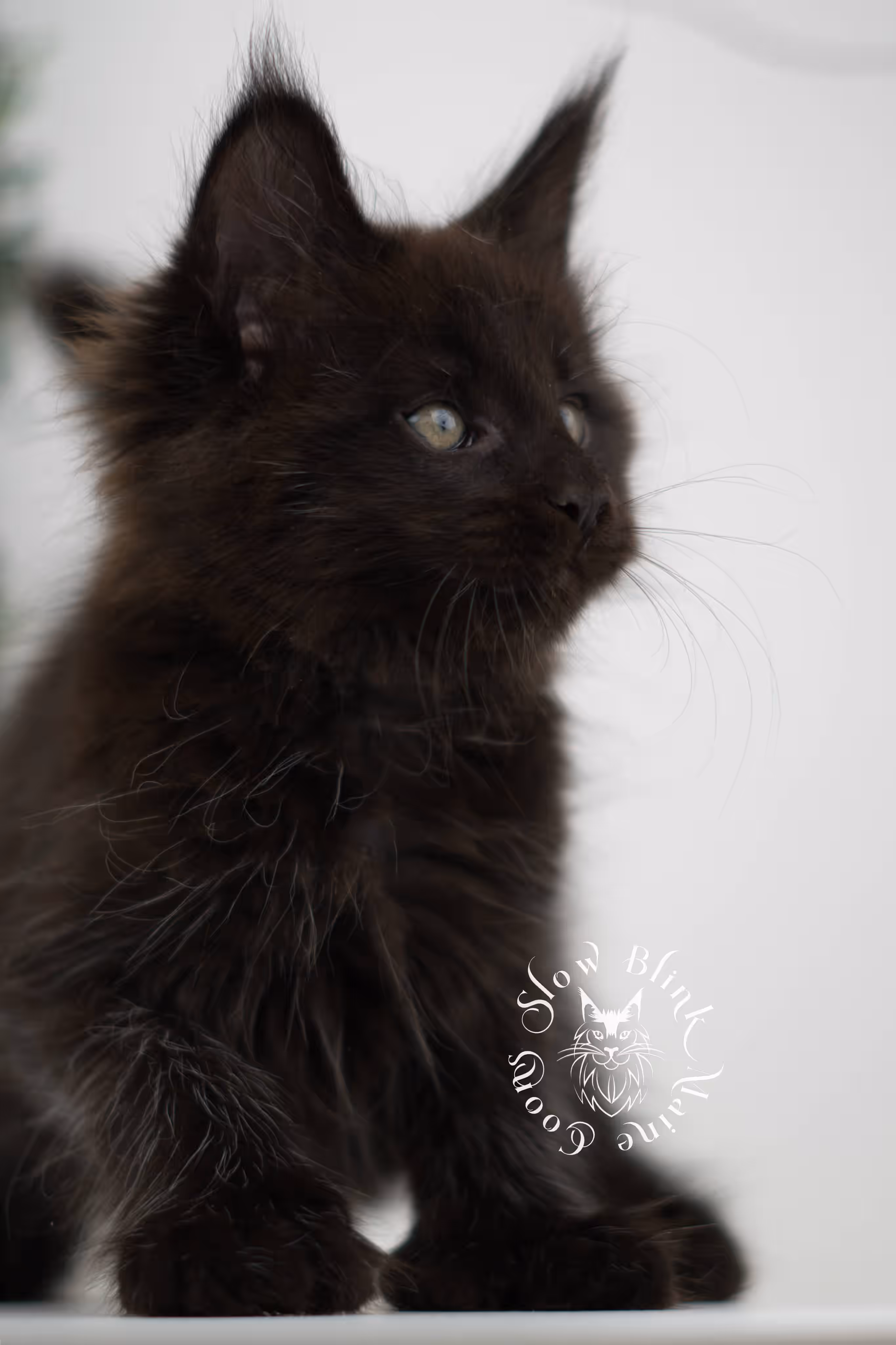 black solid maine coon kitten | age 8 weeks old | slowblinkmainecoons | ems code n | male | named west | taken jul 23 2025 Black Maine Coon Kittens > black solid maine coon kitten | age 8 weeks old | slowblinkmainecoons | ems code n | male | named west | taken jul 23 2025 | idx 06