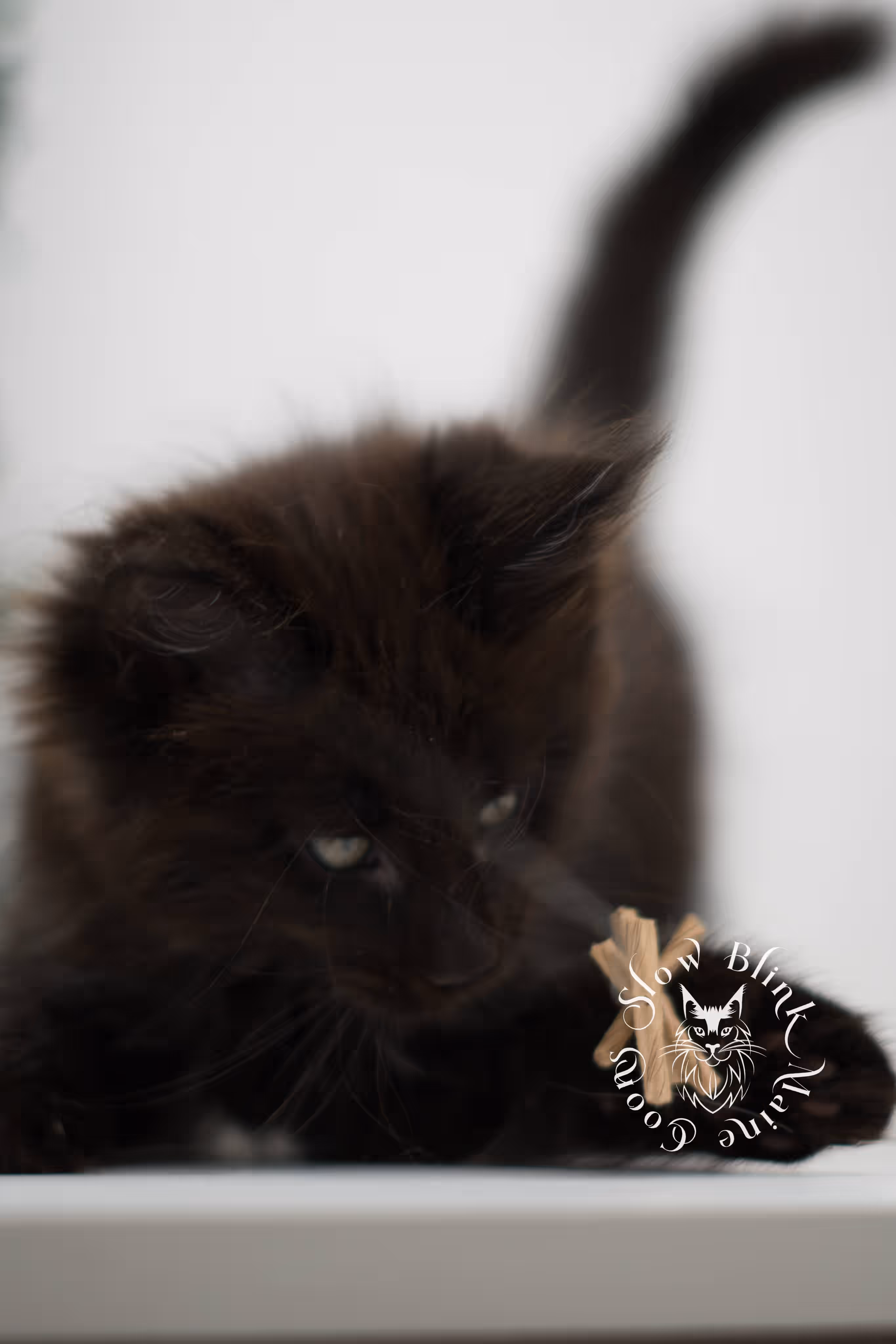 black solid maine coon kitten | age 8 weeks old | slowblinkmainecoons | ems code n | male | named west | taken jul 23 2025 Black Maine Coon Kittens > black solid maine coon kitten | age 8 weeks old | slowblinkmainecoons | ems code n | male | named west | taken jul 23 2025 | idx 07