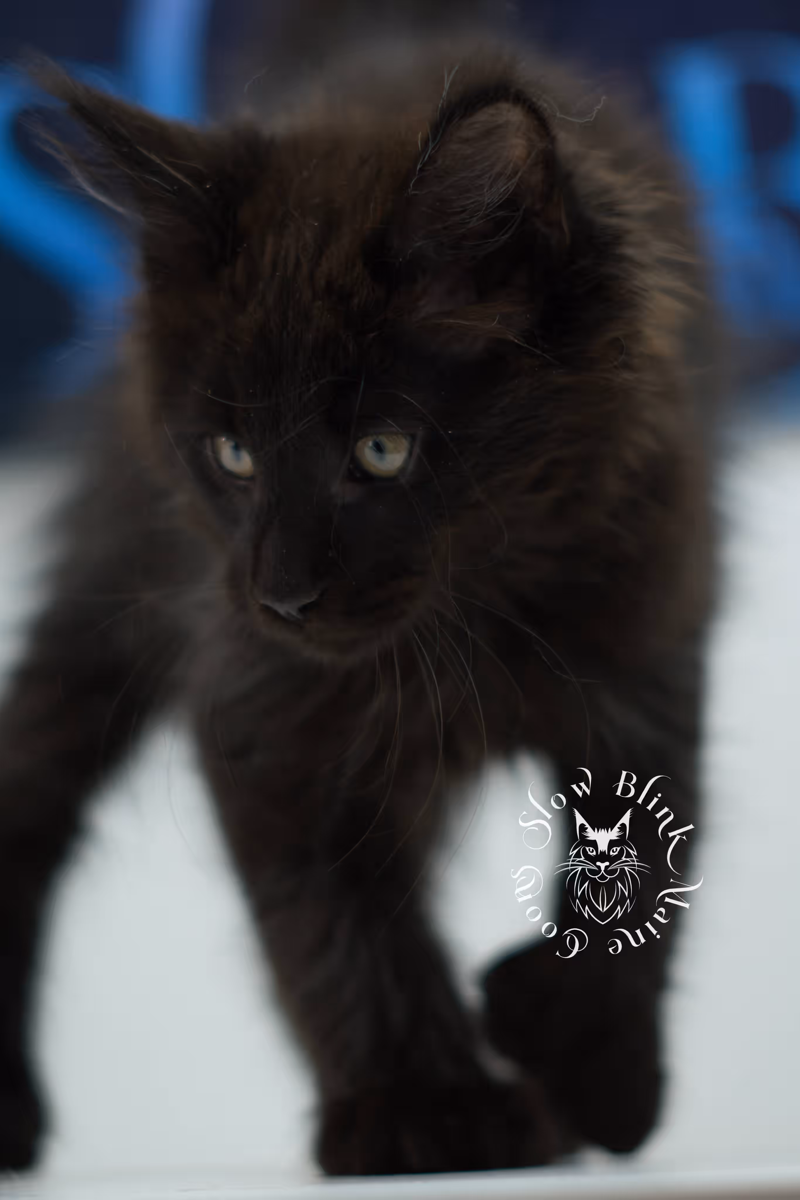 black solid maine coon kitten | age 8 weeks old | slowblinkmainecoons | ems code n | male | named west | taken jul 23 2025 Black Maine Coon Kittens > black solid maine coon kitten | age 8 weeks old | slowblinkmainecoons | ems code n | male | named west | taken jul 23 2025 | idx 08
