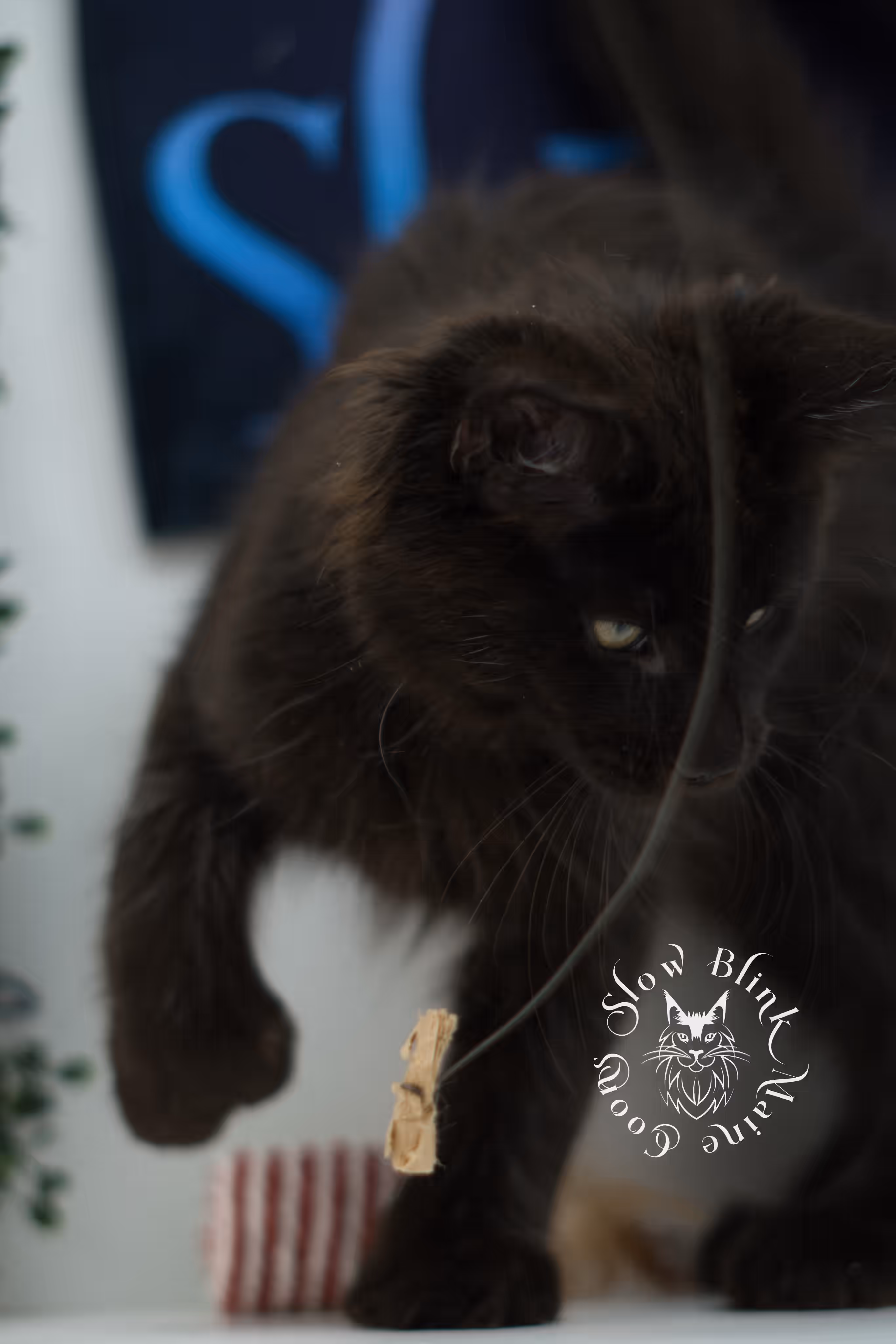 black solid maine coon kitten | age 8 weeks old | slowblinkmainecoons | ems code n | male | named west | taken jul 23 2025 Black Maine Coon Kittens > black solid maine coon kitten | age 8 weeks old | slowblinkmainecoons | ems code n | male | named west | taken jul 23 2025 | idx 09