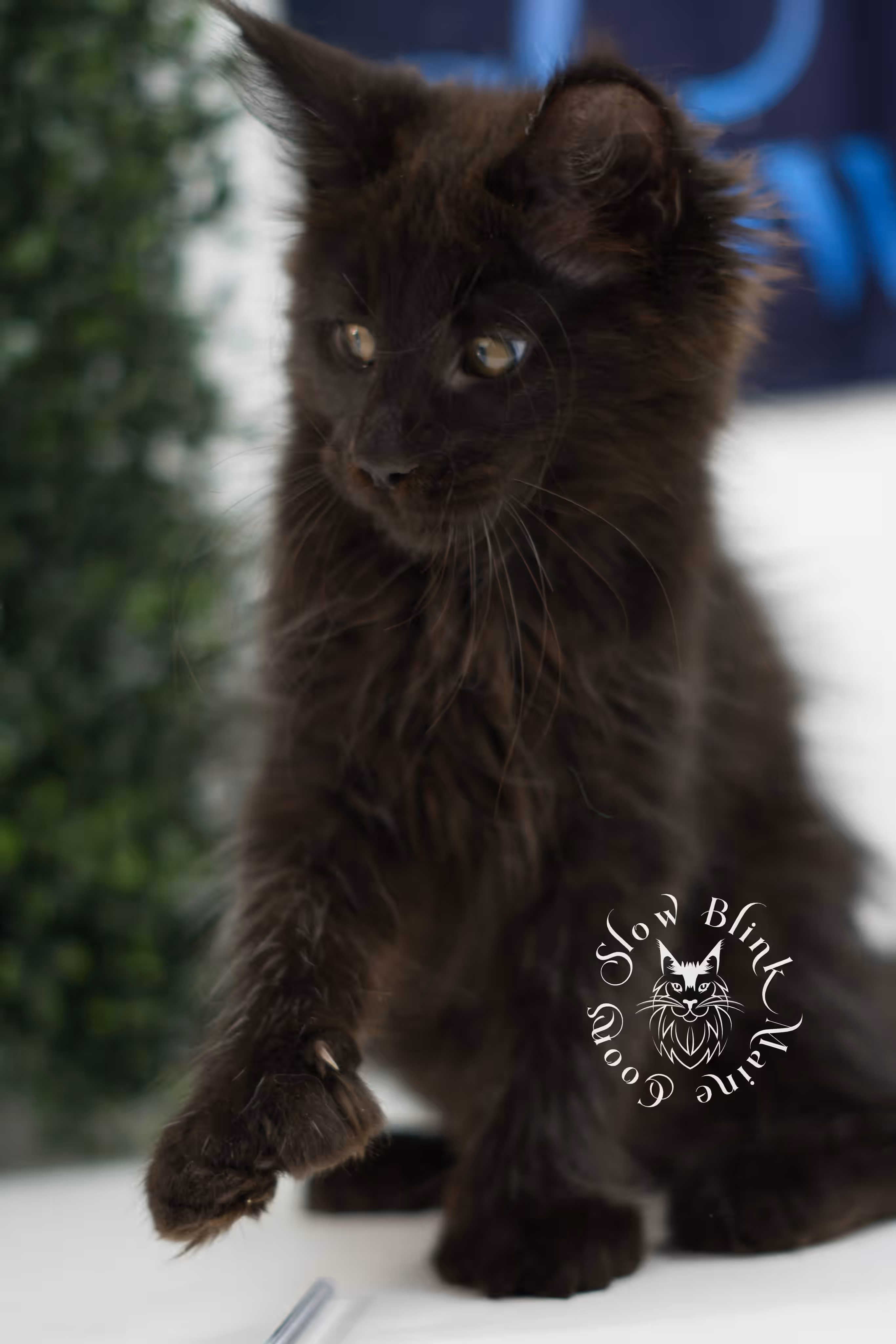 black solid maine coon kitten | age 8 weeks old | slowblinkmainecoons | ems code n | male | named west | taken jul 23 2025 Black Maine Coon Kittens > black solid maine coon kitten | age 8 weeks old | slowblinkmainecoons | ems code n | male | named west | taken jul 23 2025 | idx 10