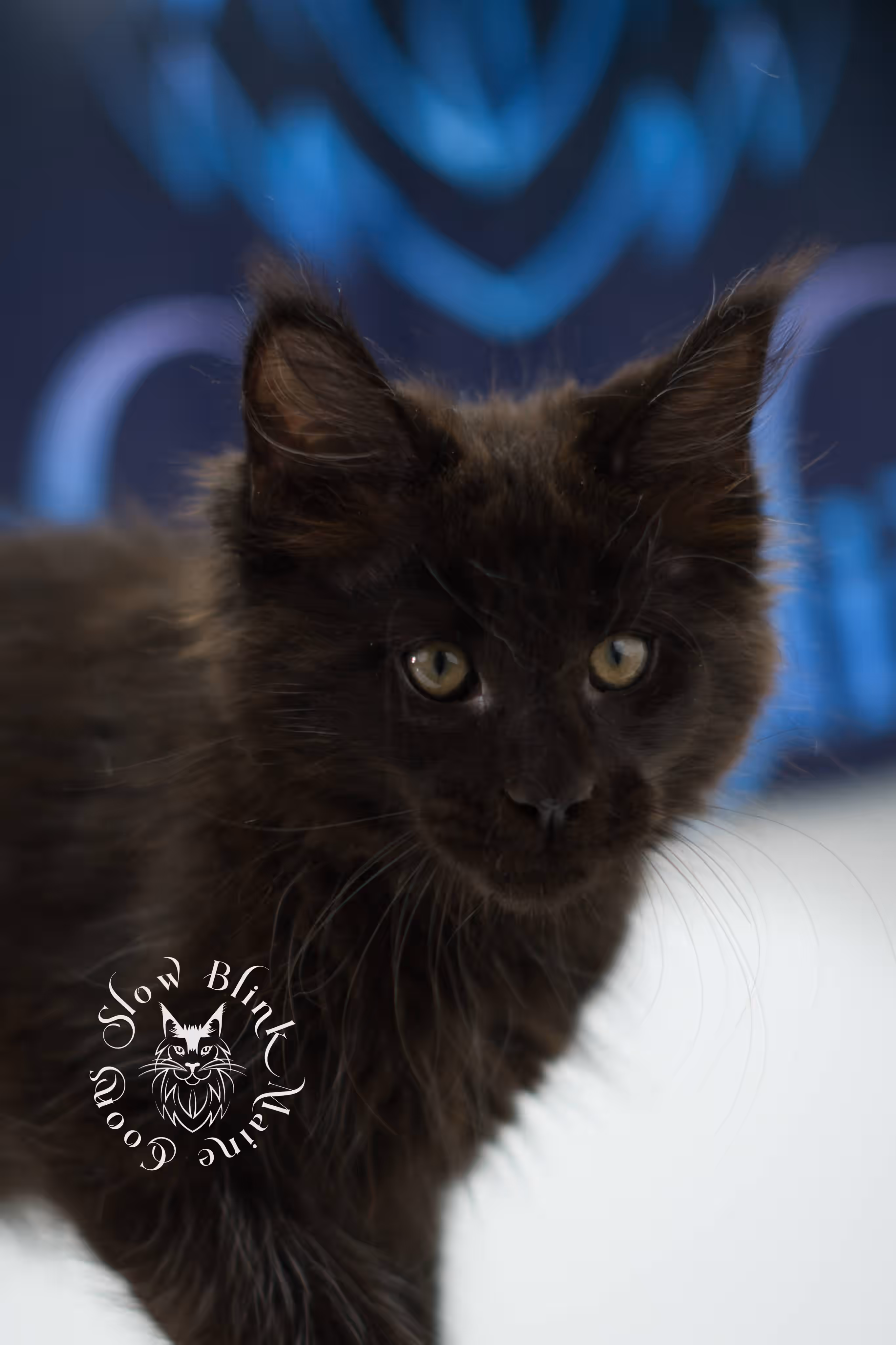 black solid maine coon kitten | age 8 weeks old | slowblinkmainecoons | ems code n | male | named west | taken jul 23 2025 Black Maine Coon Kittens > black solid maine coon kitten | age 8 weeks old | slowblinkmainecoons | ems code n | male | named west | taken jul 23 2025 | idx 11