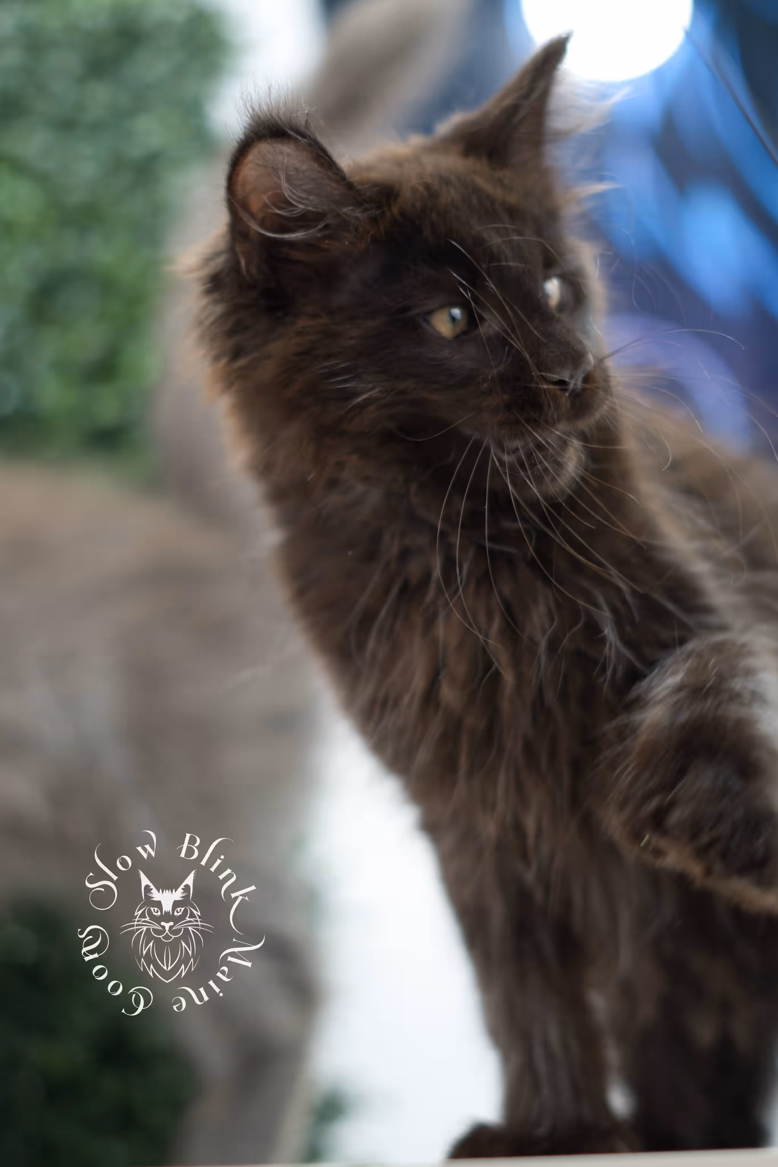 black solid maine coon kitten | age 8 weeks old | slowblinkmainecoons | ems code n | male | named west | taken jul 23 2025 Black Maine Coon Kittens > black solid maine coon kitten | age 8 weeks old | slowblinkmainecoons | ems code n | male | named west | taken jul 23 2025 | idx 13