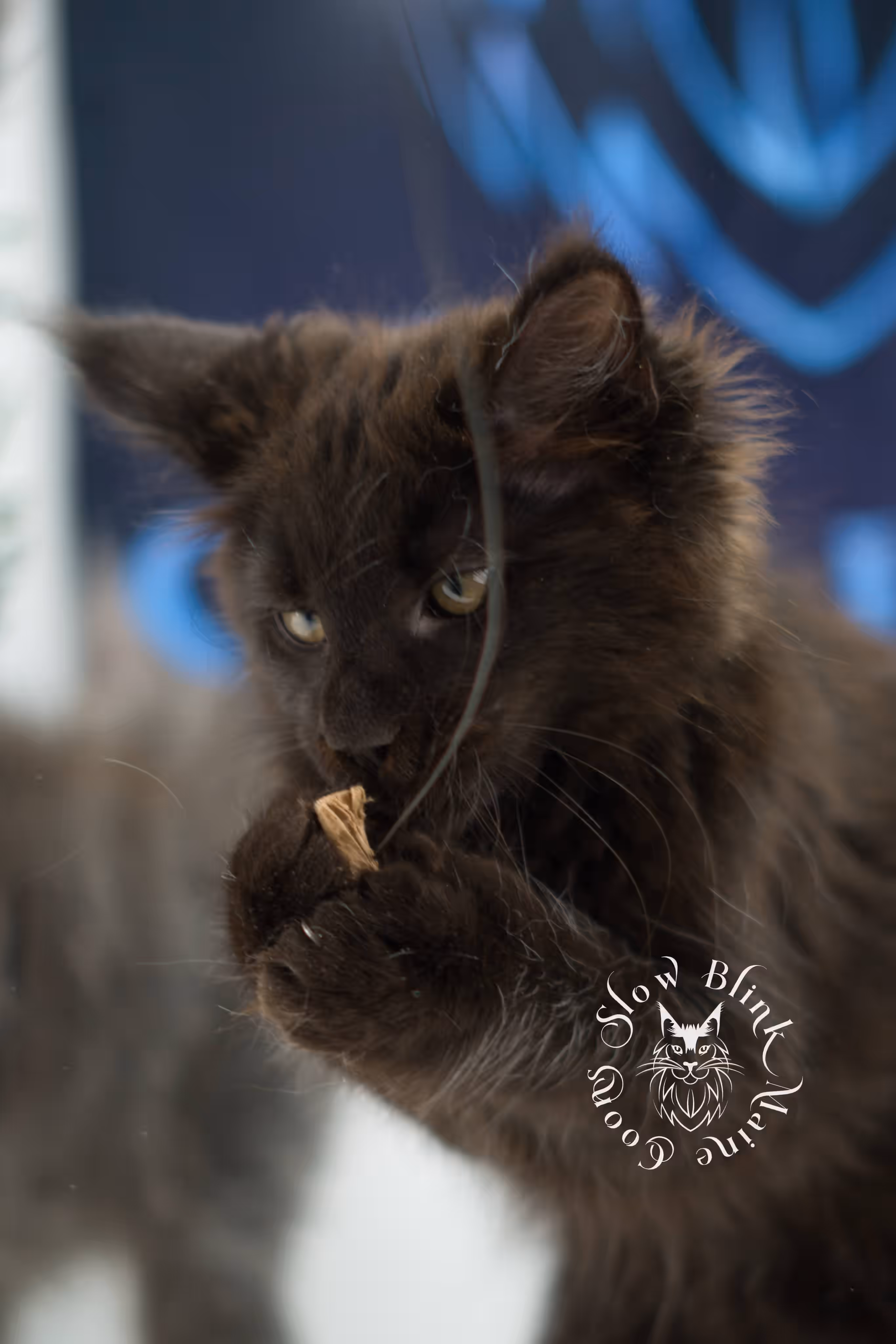 black solid maine coon kitten | age 8 weeks old | slowblinkmainecoons | ems code n | male | named west | taken jul 23 2025 Black Maine Coon Kittens > black solid maine coon kitten | age 8 weeks old | slowblinkmainecoons | ems code n | male | named west | taken jul 23 2025 | idx 14
