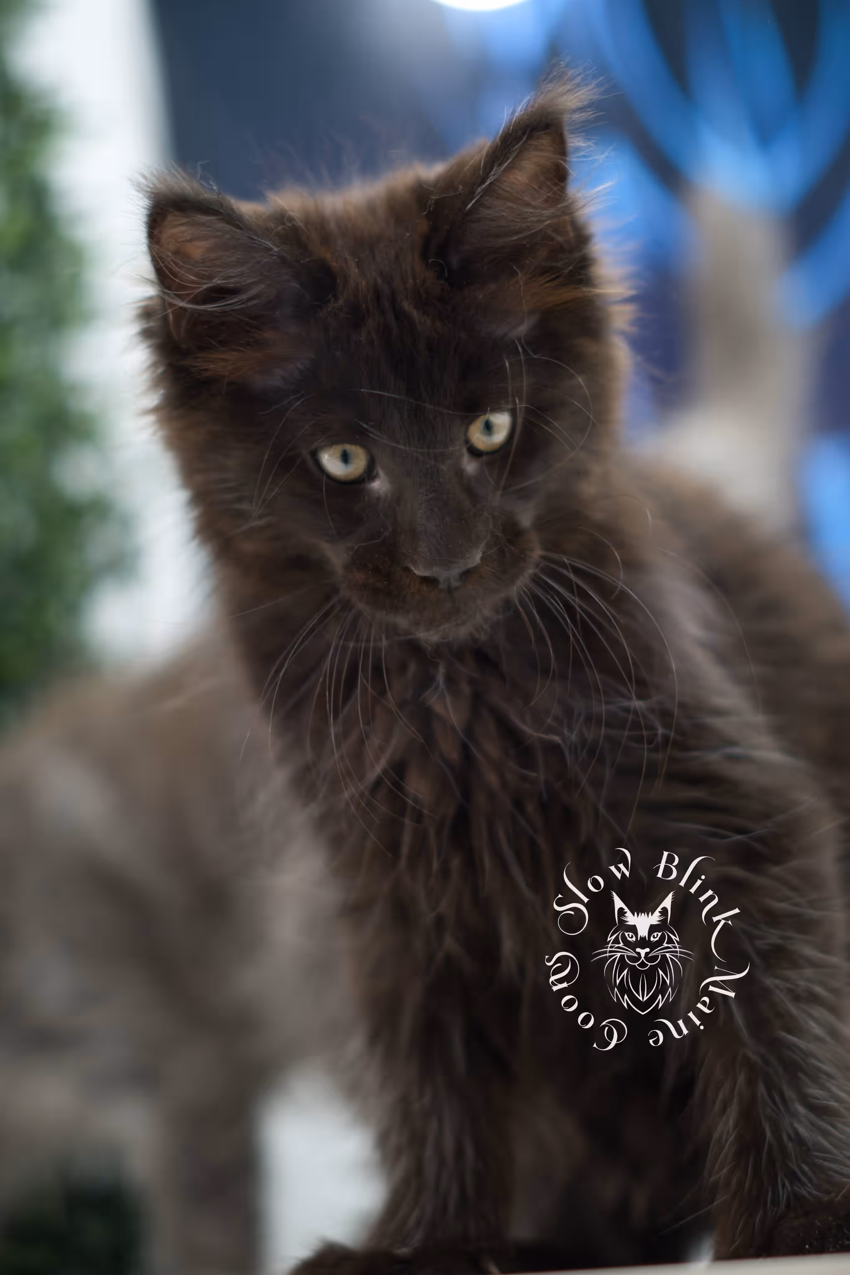 black solid maine coon kitten | age 8 weeks old | slowblinkmainecoons | ems code n | male | named west | taken jul 23 2025 Black Maine Coon Kittens > black solid maine coon kitten | age 8 weeks old | slowblinkmainecoons | ems code n | male | named west | taken jul 23 2025 | idx 15