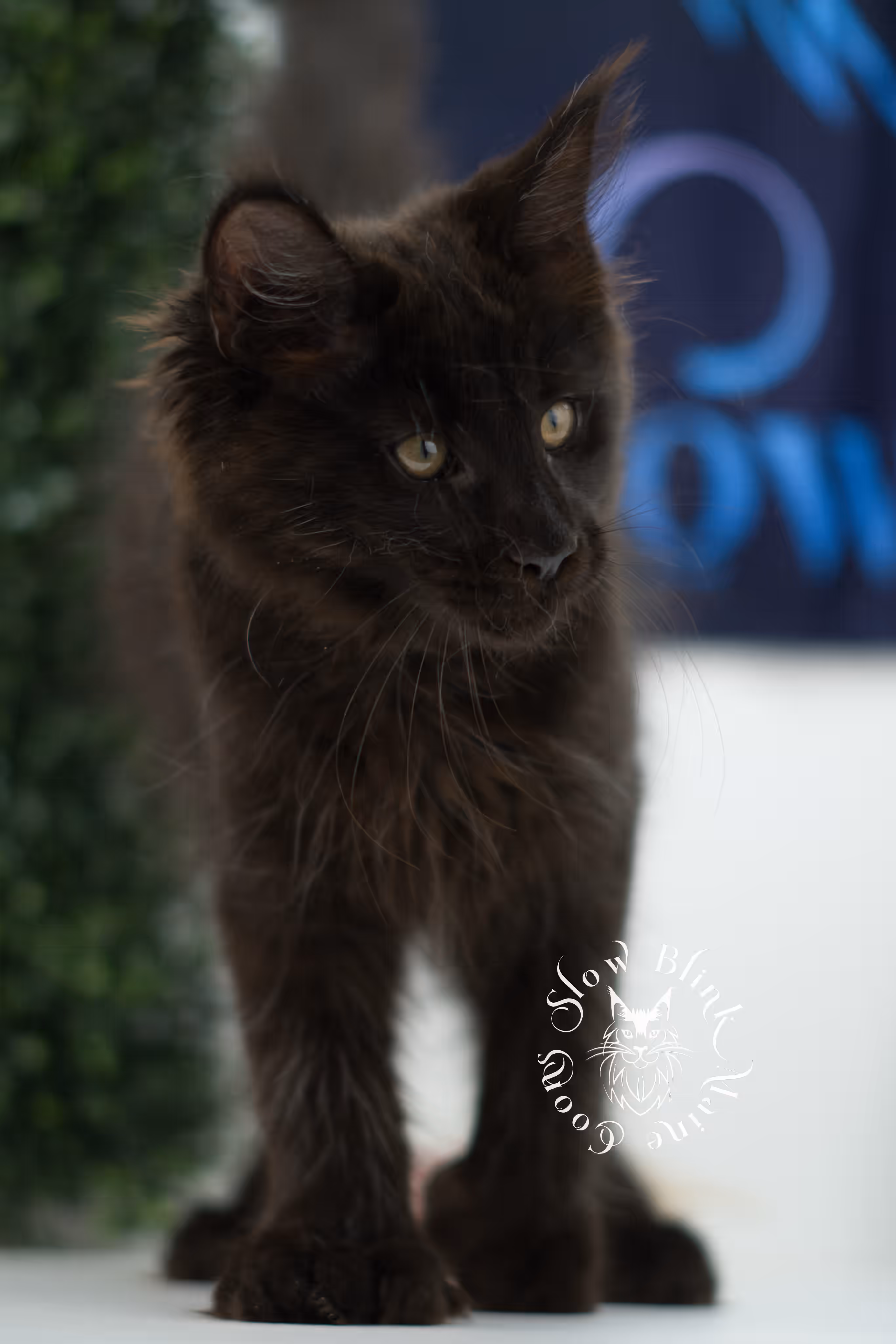 black solid maine coon kitten | age 8 weeks old | slowblinkmainecoons | ems code n | male | named west | taken jul 23 2025 Black Maine Coon Kittens > black solid maine coon kitten | age 8 weeks old | slowblinkmainecoons | ems code n | male | named west | taken jul 23 2025 | idx 16