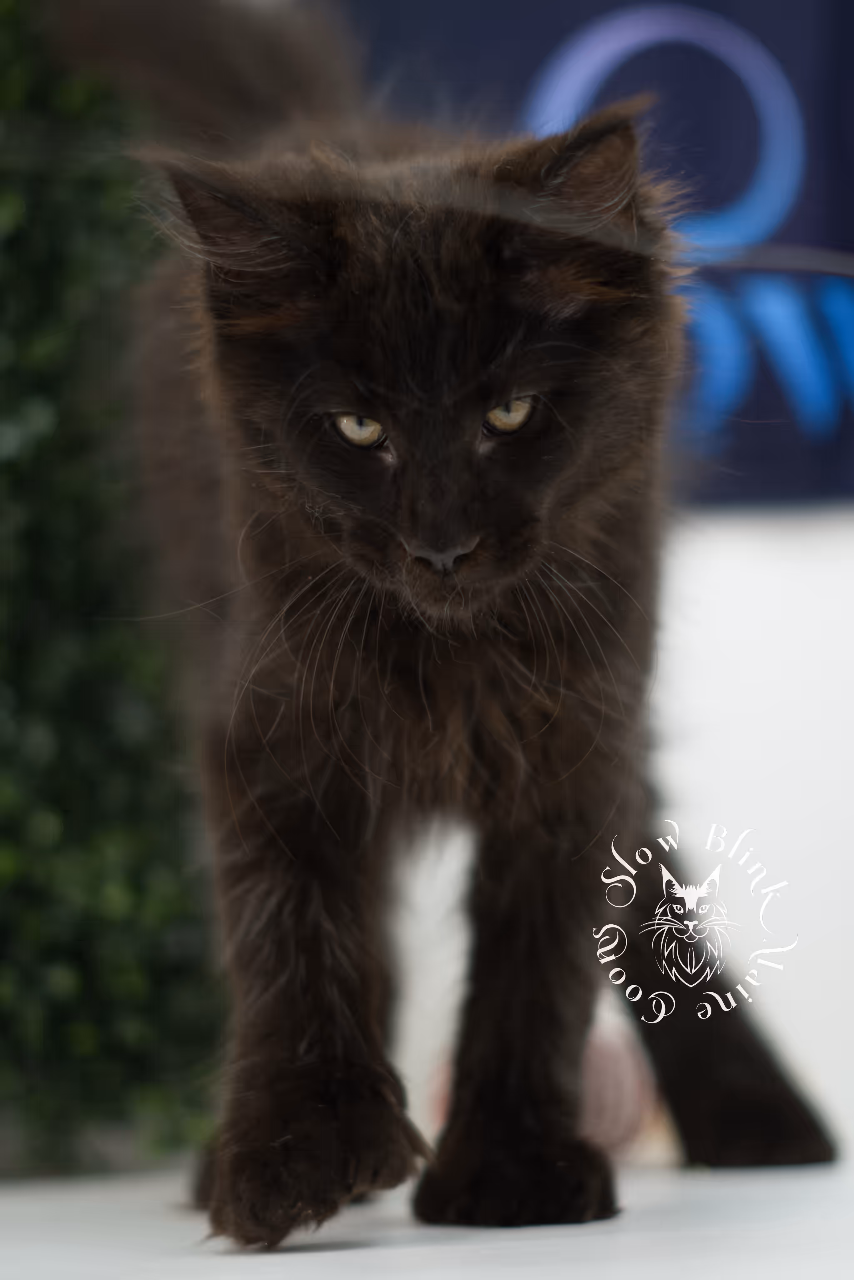 black solid maine coon kitten | age 8 weeks old | slowblinkmainecoons | ems code n | male | named west | taken jul 23 2025 Black Maine Coon Kittens > black solid maine coon kitten | age 8 weeks old | slowblinkmainecoons | ems code n | male | named west | taken jul 23 2025 | idx 17