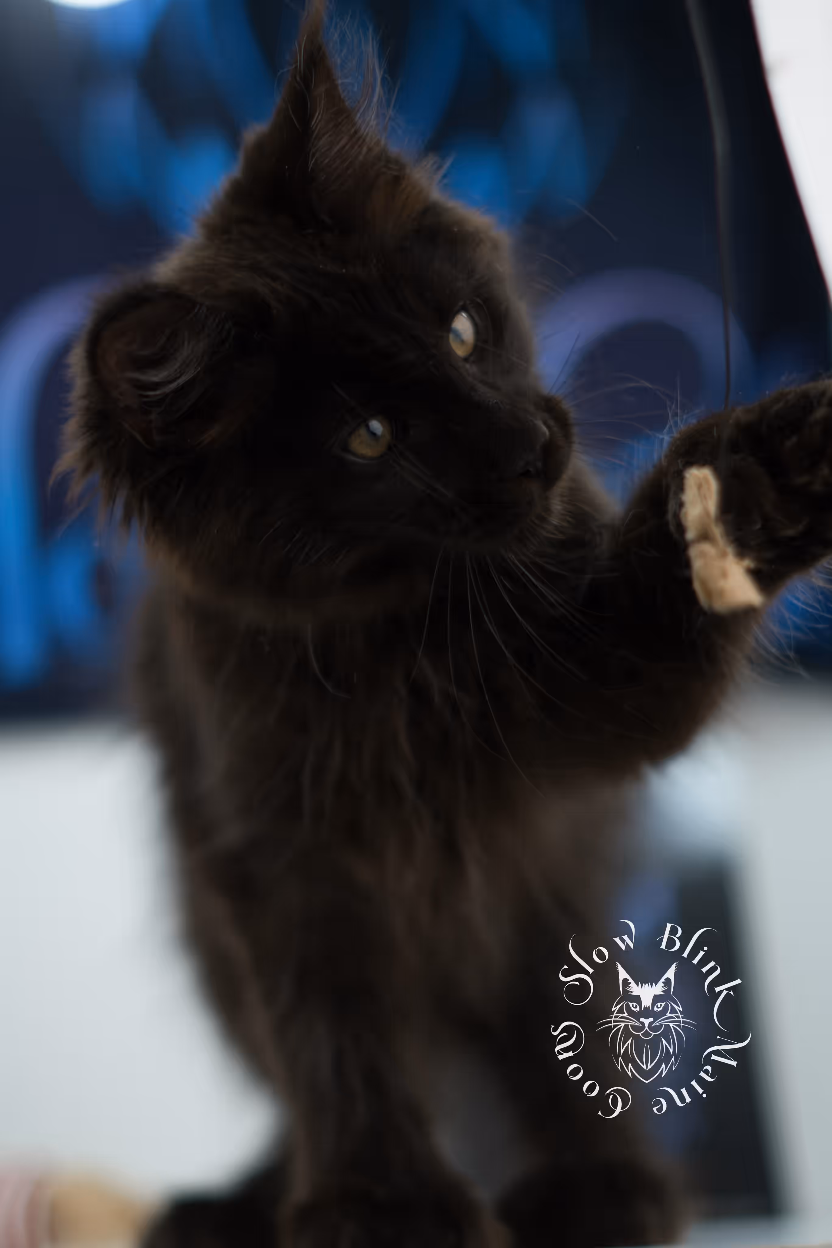 black solid maine coon kitten | age 8 weeks old | slowblinkmainecoons | ems code n | male | named west | taken jul 23 2025 Black Maine Coon Kittens > black solid maine coon kitten | age 8 weeks old | slowblinkmainecoons | ems code n | male | named west | taken jul 23 2025 | idx 18