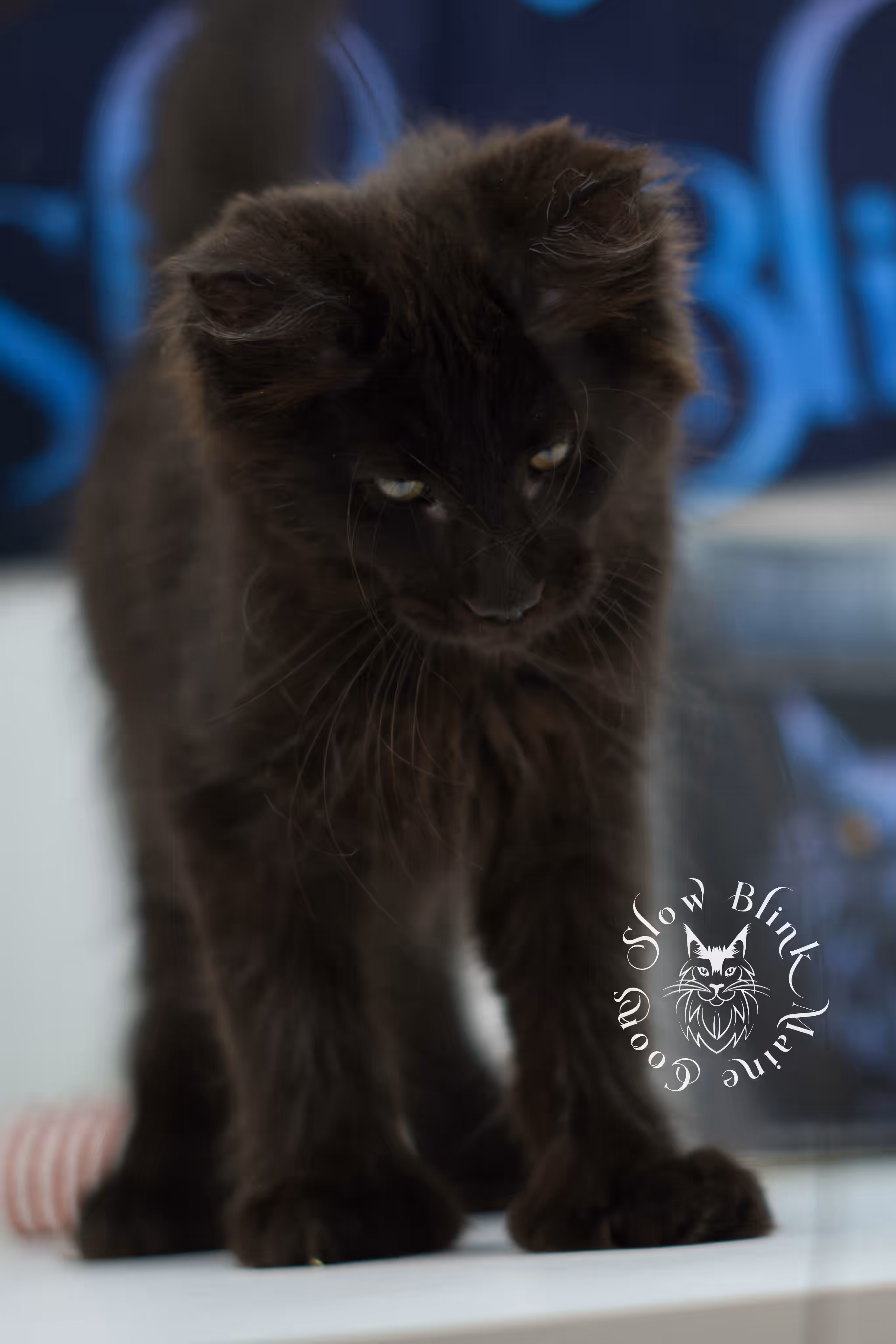 black solid maine coon kitten | age 8 weeks old | slowblinkmainecoons | ems code n | male | named west | taken jul 23 2025 Black Maine Coon Kittens > black solid maine coon kitten | age 8 weeks old | slowblinkmainecoons | ems code n | male | named west | taken jul 23 2025 | idx 19